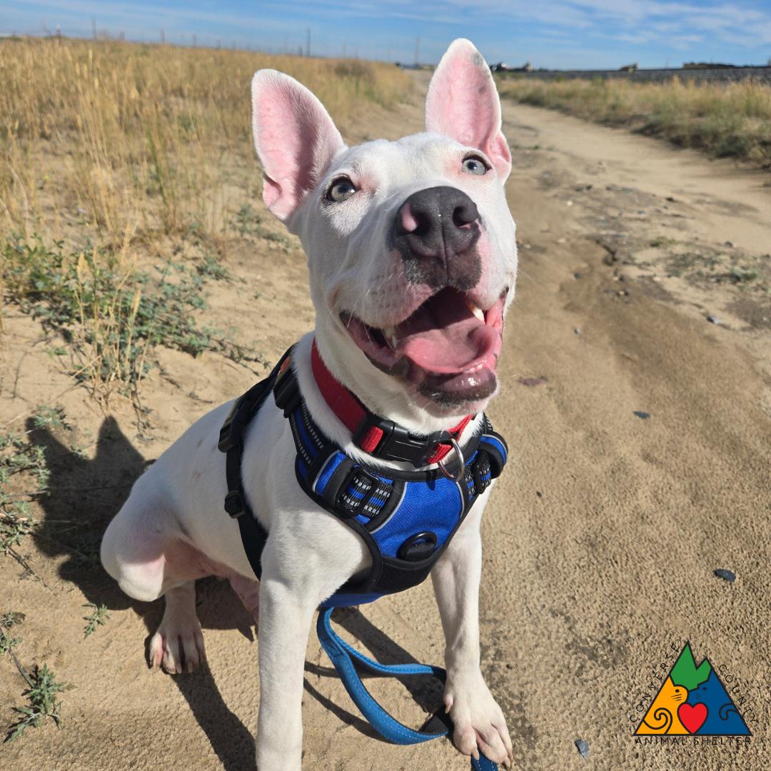 Shiloh, ADOPTABLE, Young Male Staffordshire Bull Terrier & Mixed Breed.