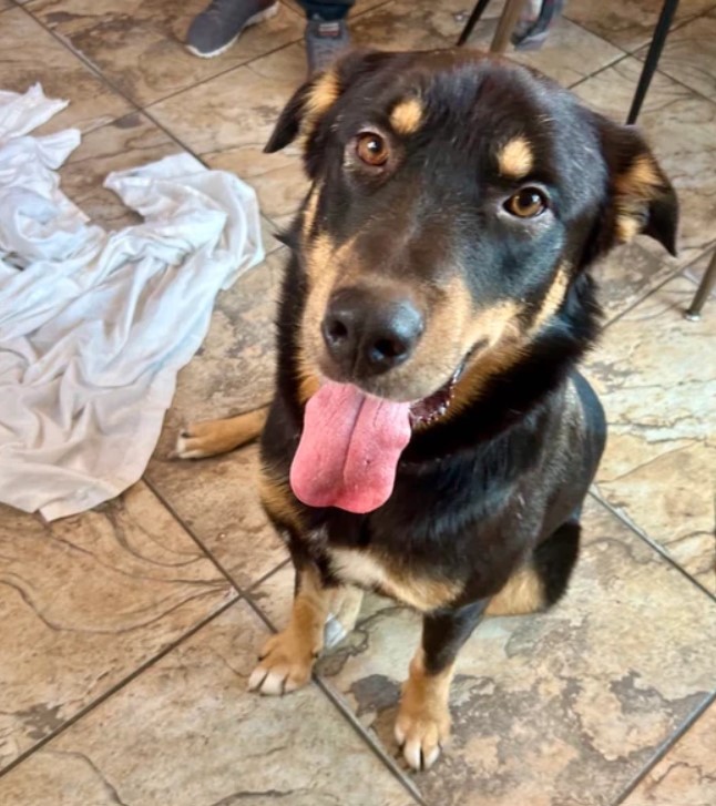 Rocky, a Adoptable mixed breed in Edmonton, AB image 3/6