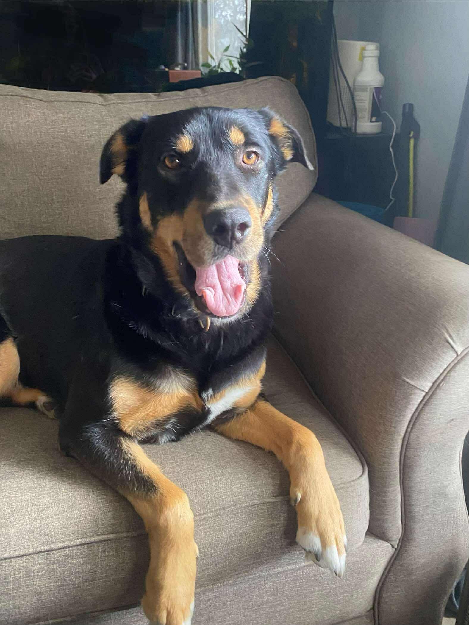 Rocky, an adoptable German Shepherd Dog, Rottweiler in Edmonton, AB, T5Y 3N6 | Photo Image 5