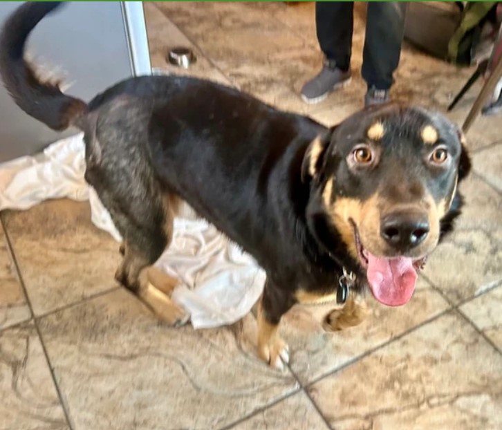 Rocky, a Adoptable mixed breed in Edmonton, AB image 2/6