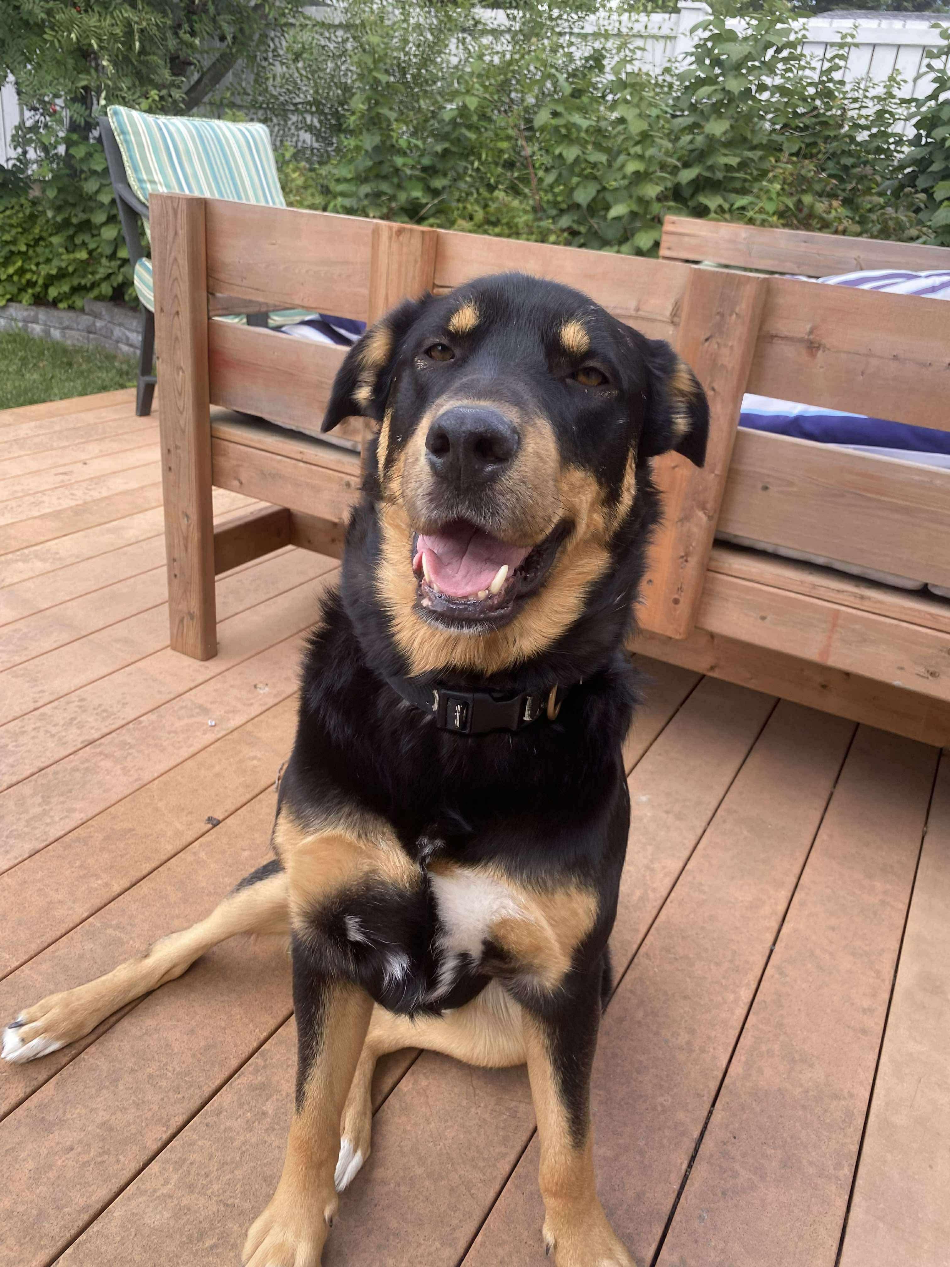 Rocky, a Adoptable mixed breed in Edmonton, AB image 4/6