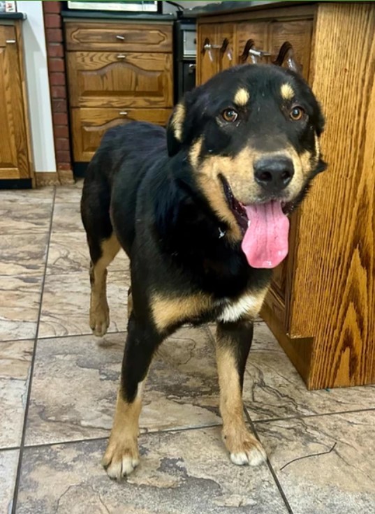 Rocky, Adoptable, Adult Male German Shepherd Dog & Rottweiler.