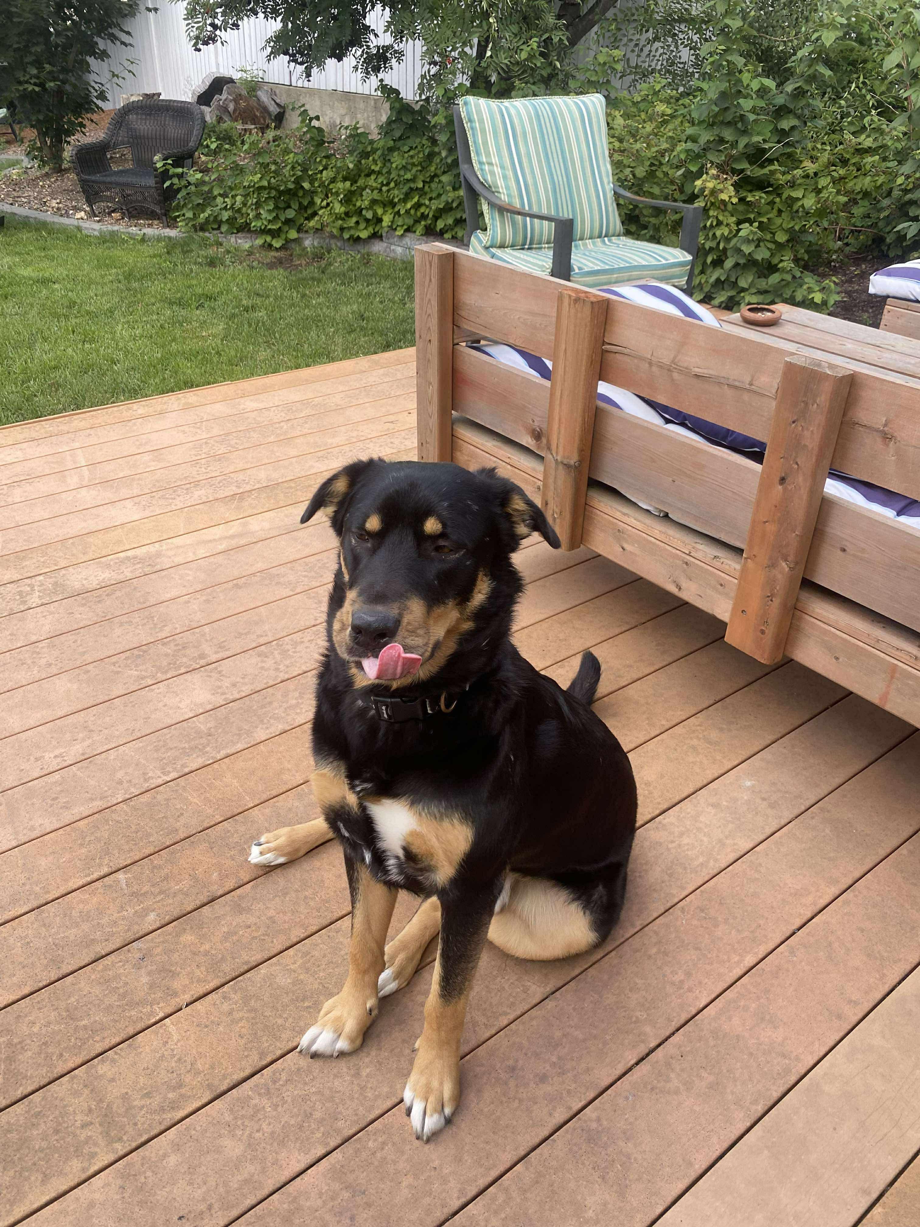Rocky, an adoptable German Shepherd Dog, Rottweiler in Edmonton, AB, T5Y 3N6 | Photo Image 6