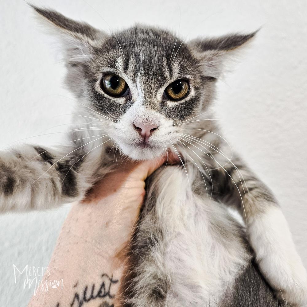 Styx, a Adoptable mixed breed image 1/2