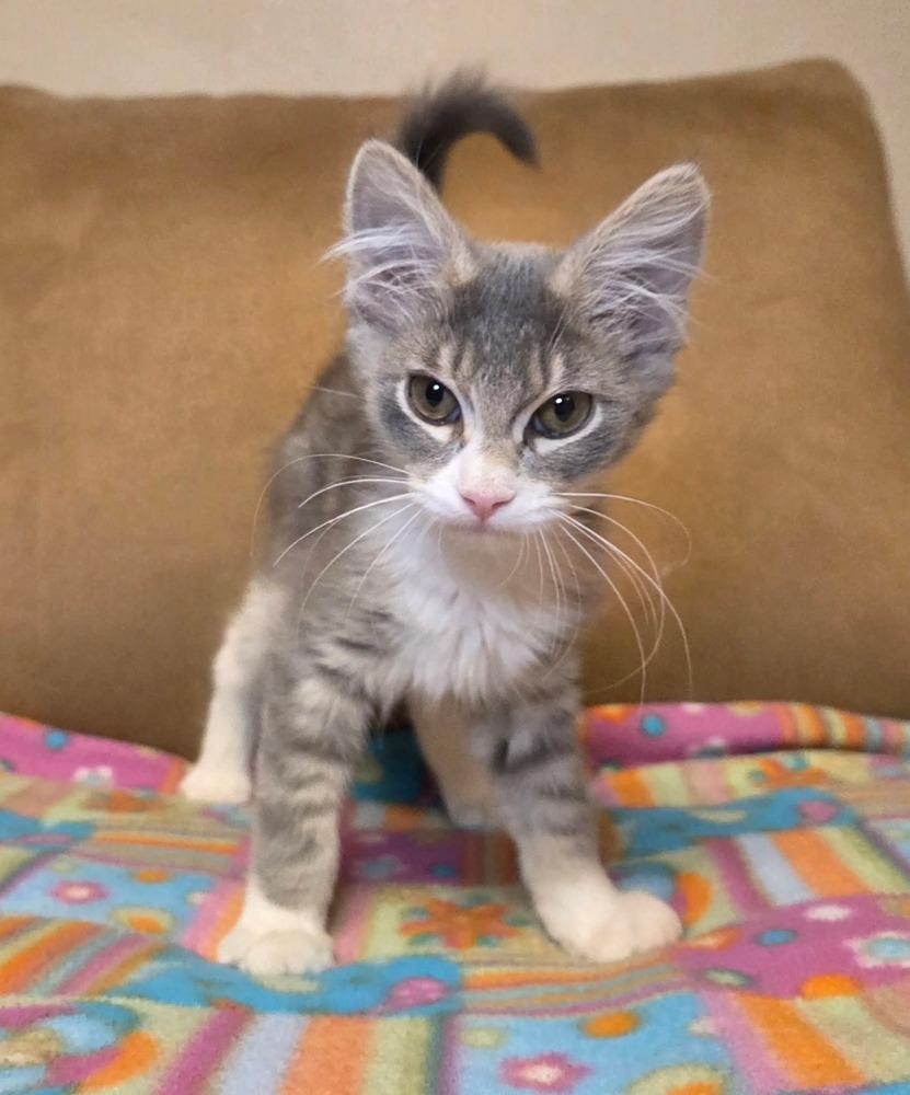 Styx, a Adoptable mixed breed image 2/2