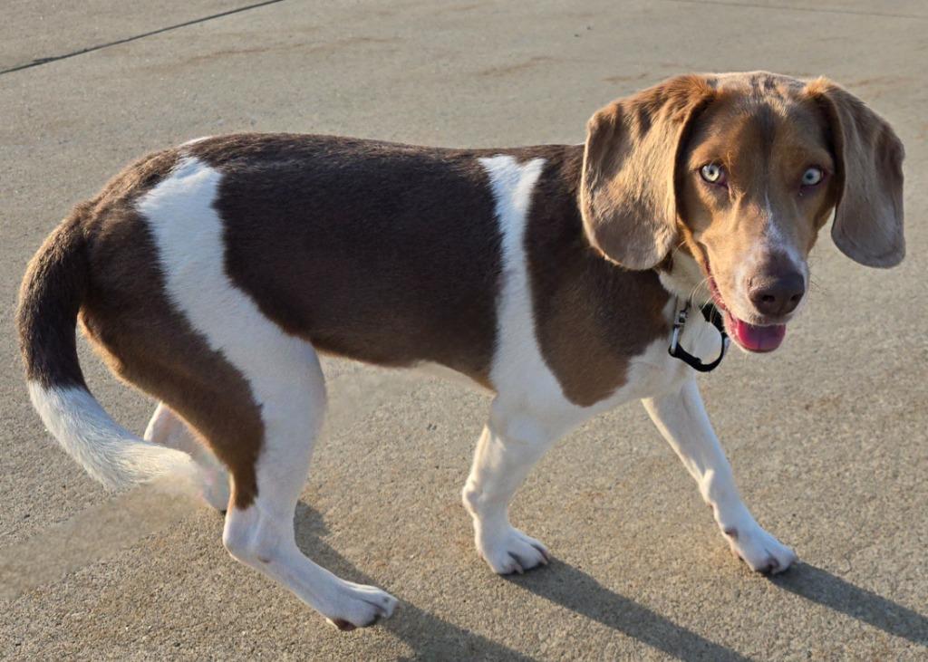 Rosco, Adoptable, Young Male Beagle.