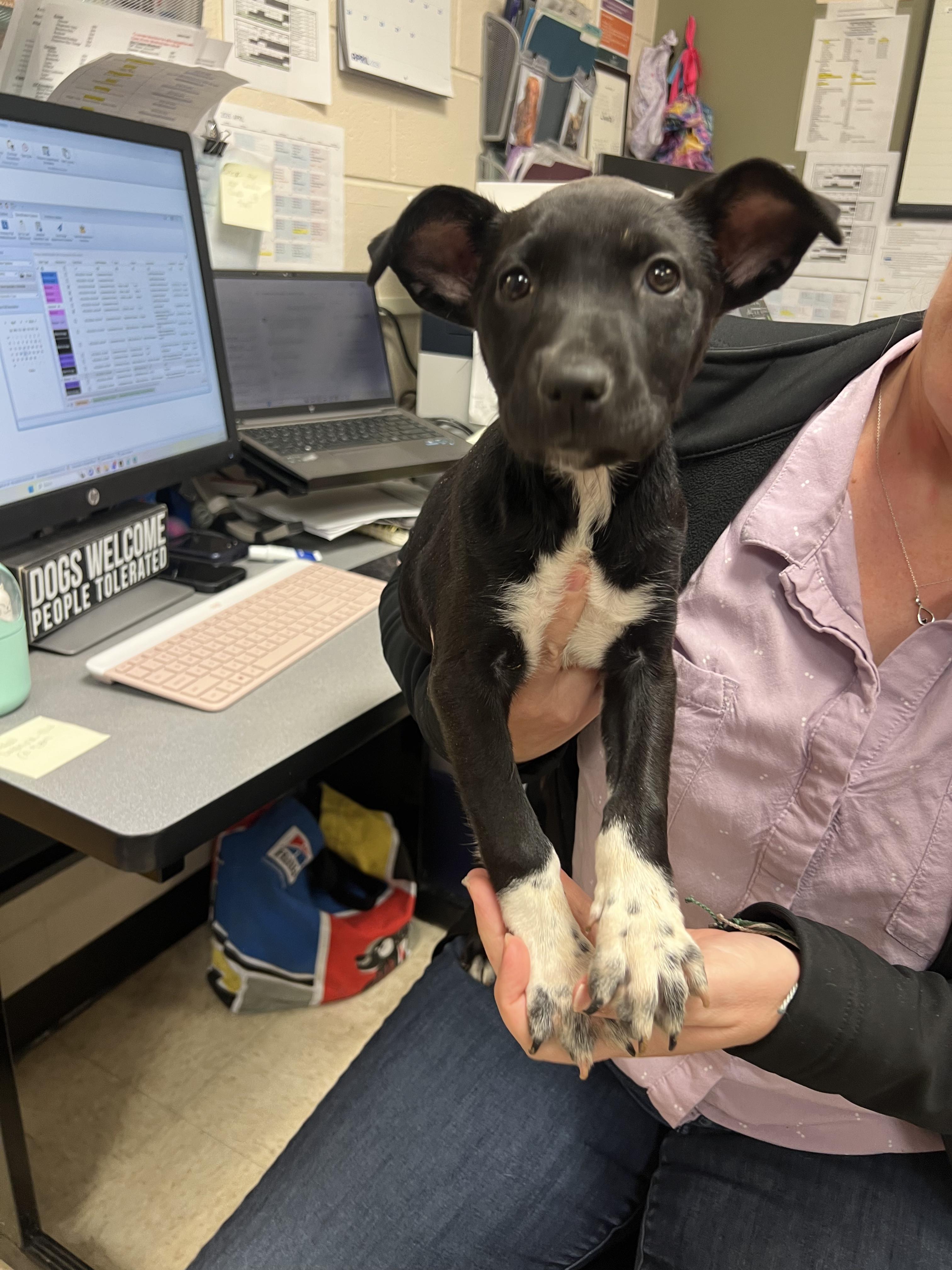 Enlarge Jill, a ADOPTABLE mixed breed in Fort Collins, CO image 3/3