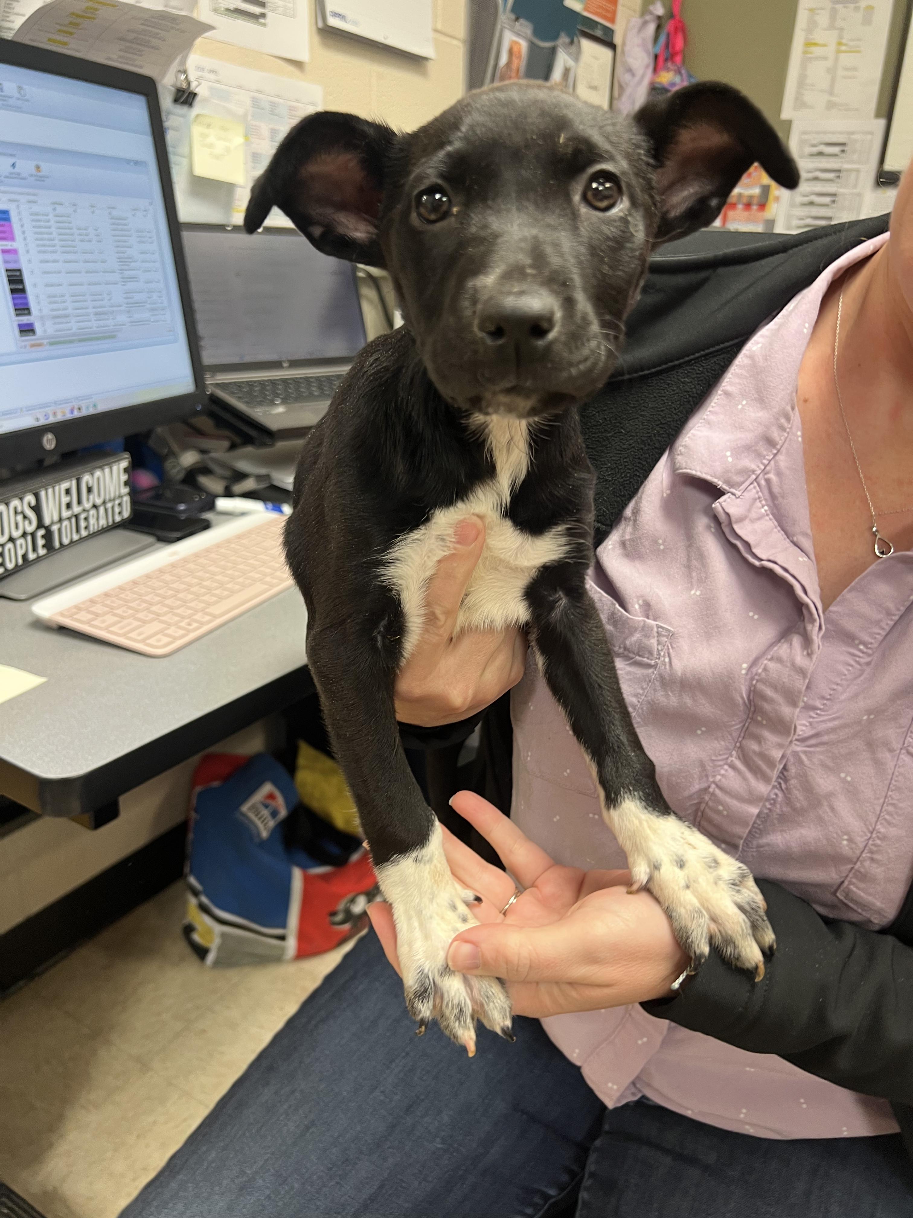 Enlarge Jill, a ADOPTABLE mixed breed in Fort Collins, CO image 1/3