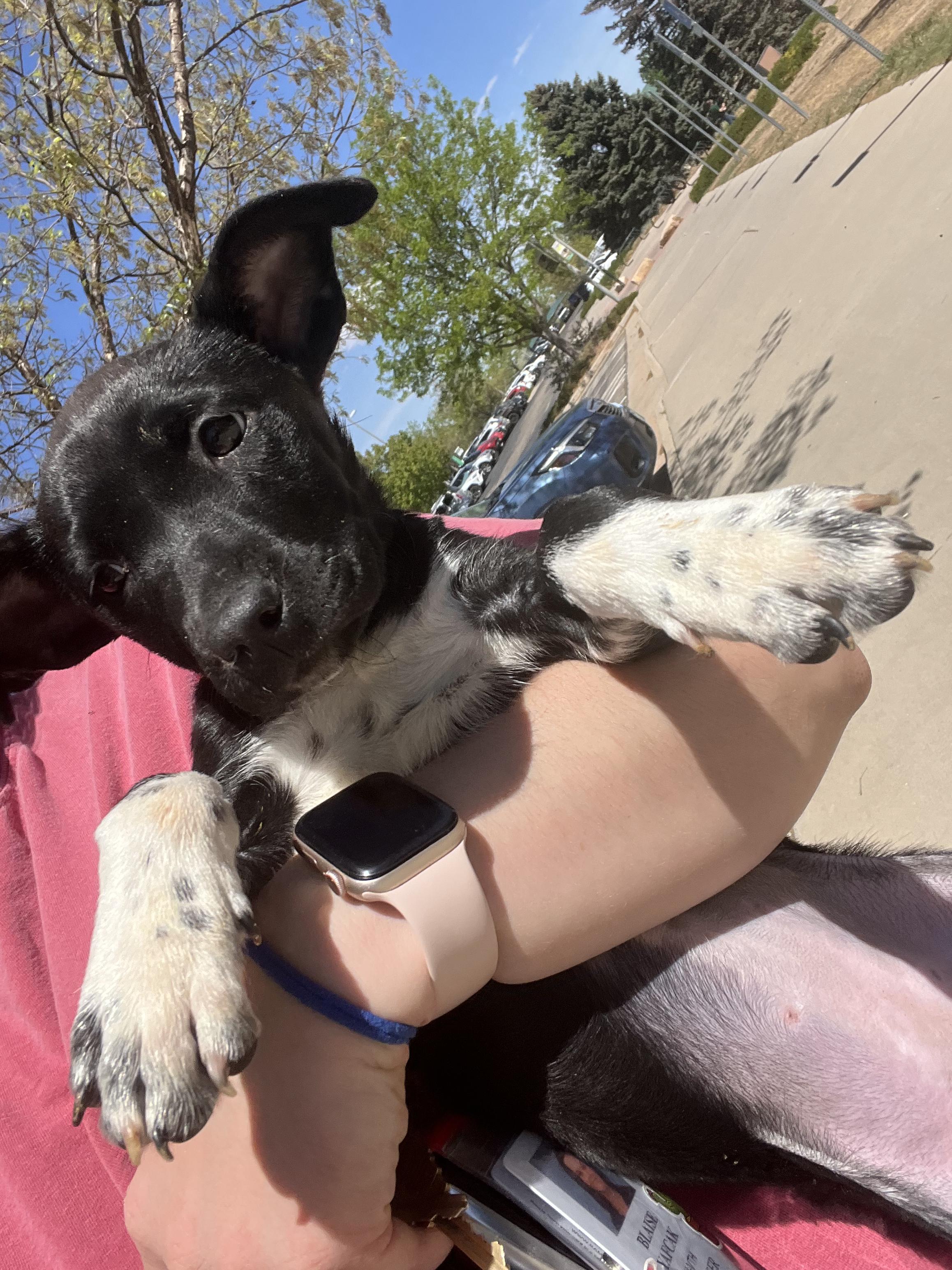 Enlarge Jill, a ADOPTABLE mixed breed in Fort Collins, CO image 2/3