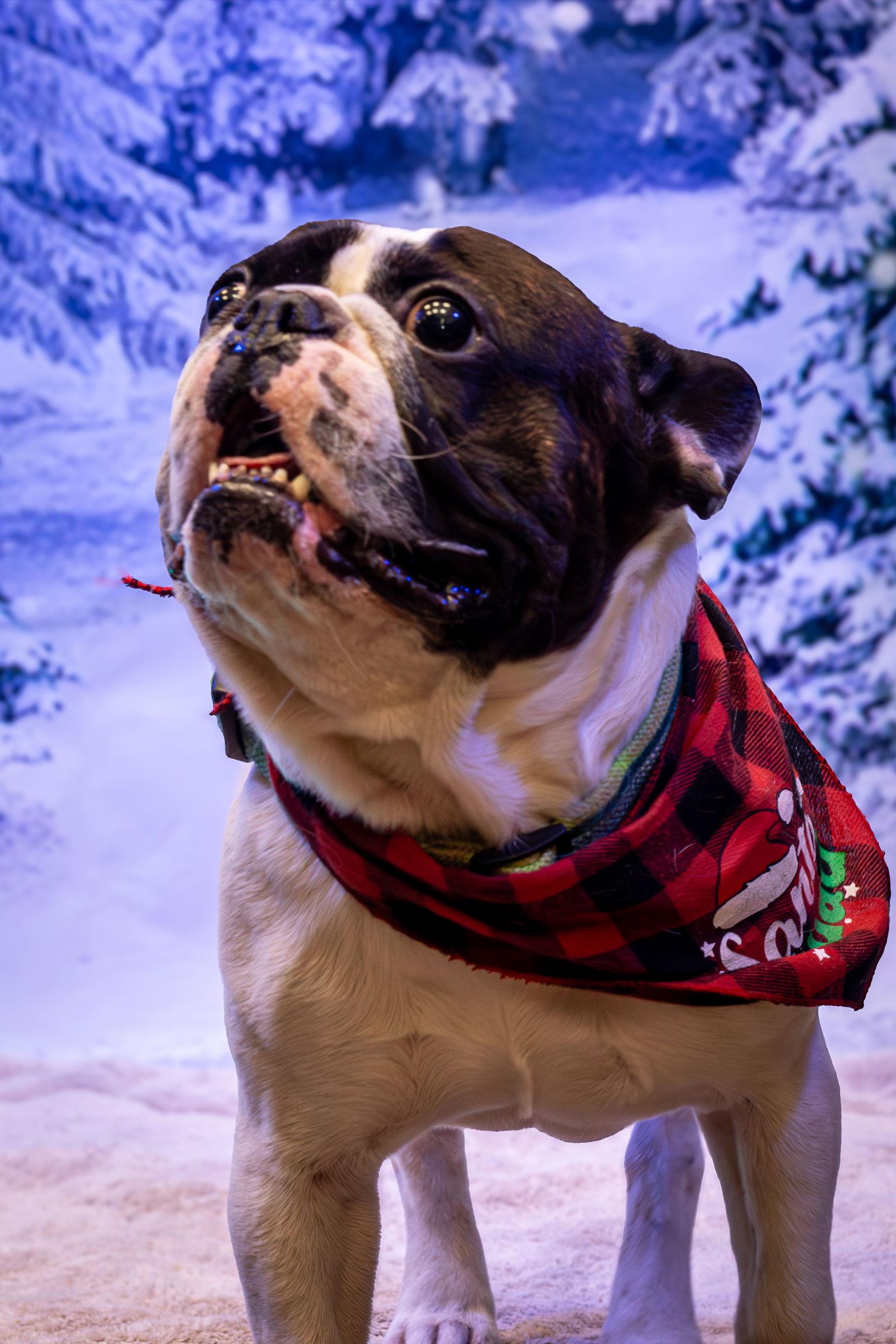 Freddy formerly Oreo, Adopted, Young Male French Bulldog.