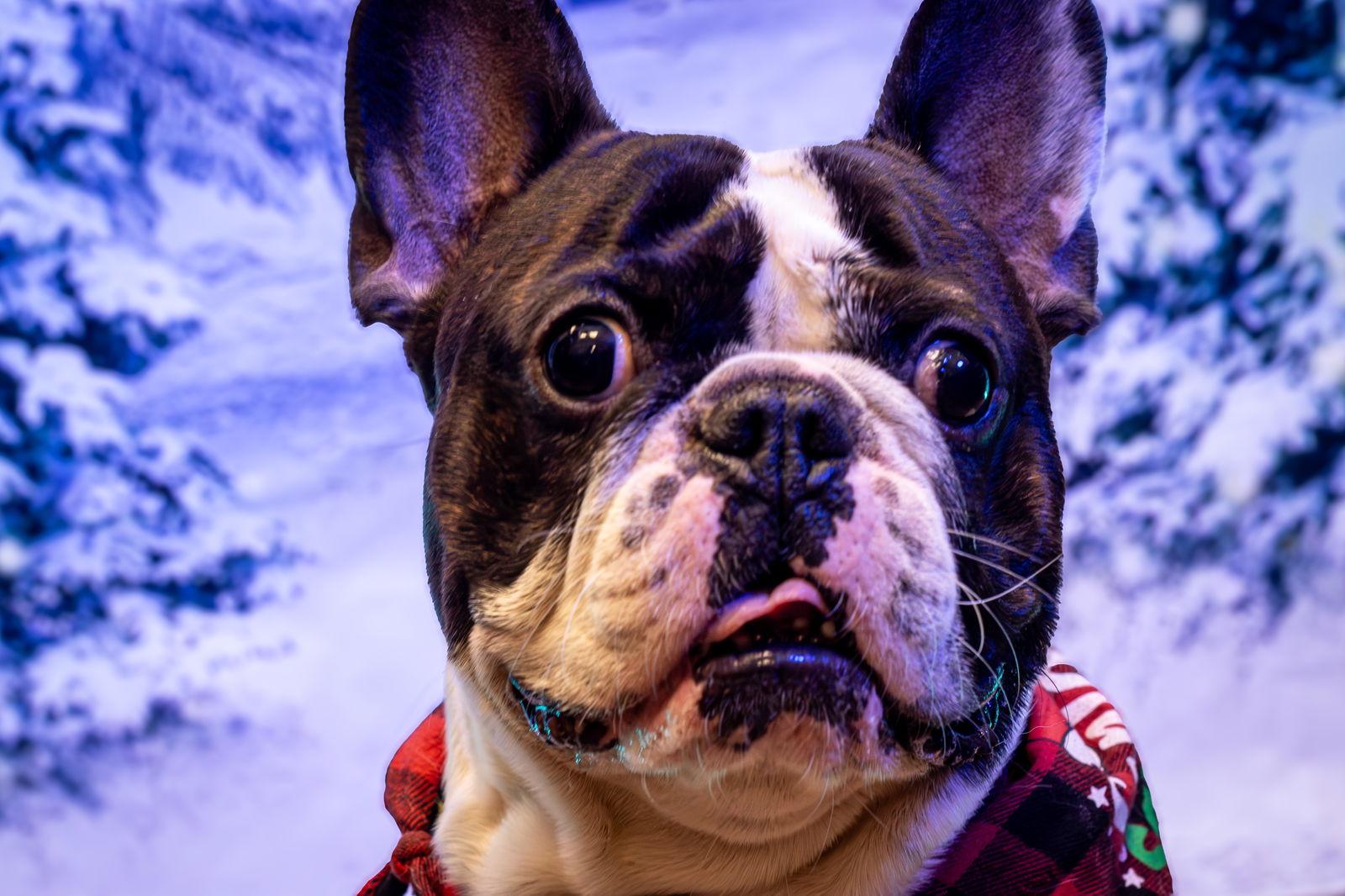 Enlarge Freddy formerly Oreo, a Adopted French Bulldog in London, ON image 2/3