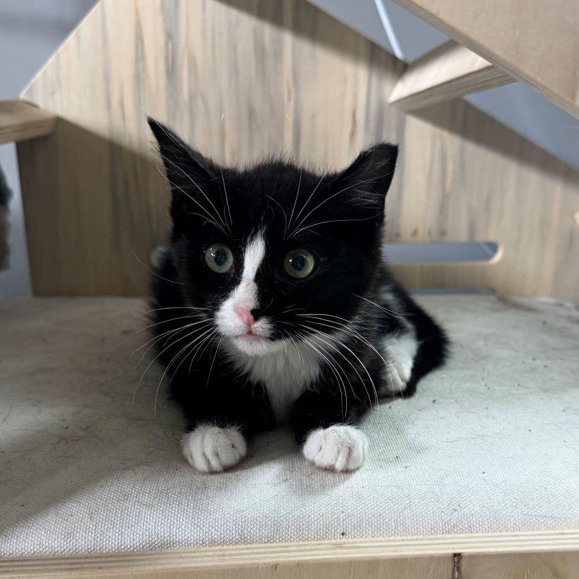 Enlarge Feisty, a ADOPTABLE Tuxedo in Tulsa, OK image 6/6