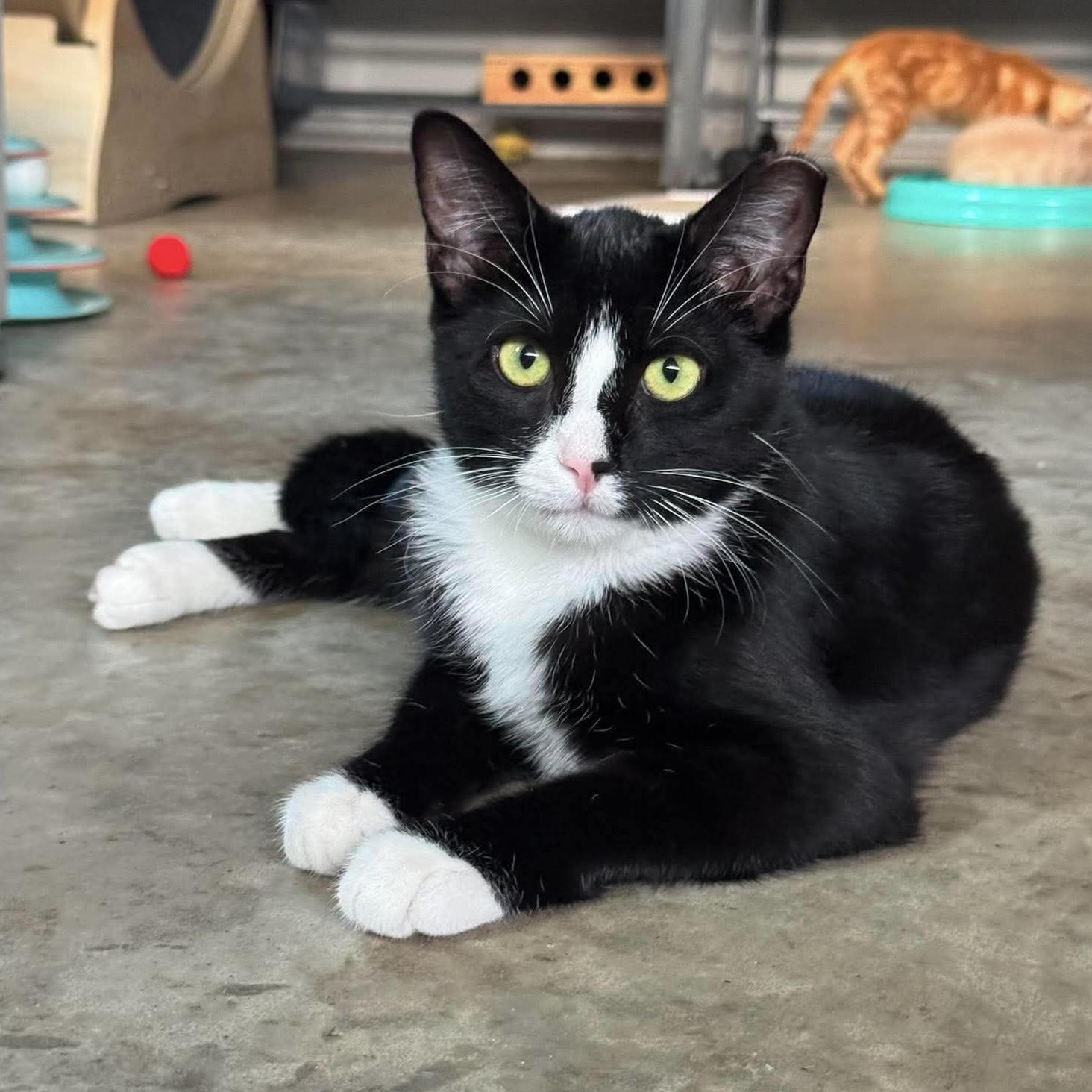 Enlarge Feisty, a ADOPTABLE Tuxedo in Tulsa, OK image 1/6