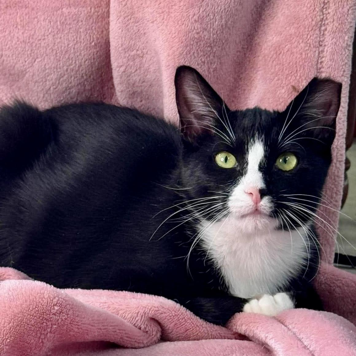 Enlarge Feisty, a ADOPTABLE Tuxedo in Tulsa, OK image 2/6