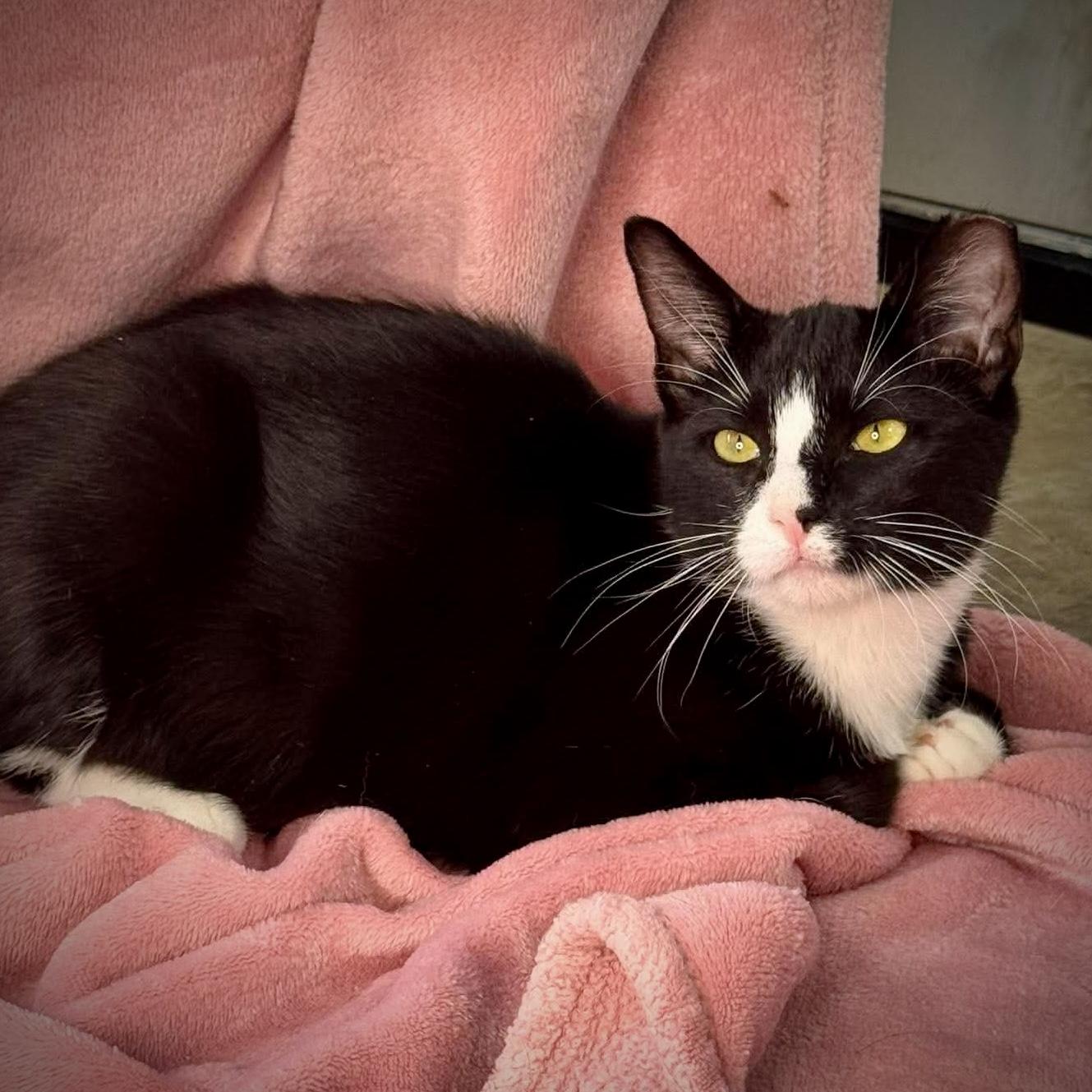 Enlarge Feisty, a ADOPTABLE Tuxedo in Tulsa, OK image 4/6