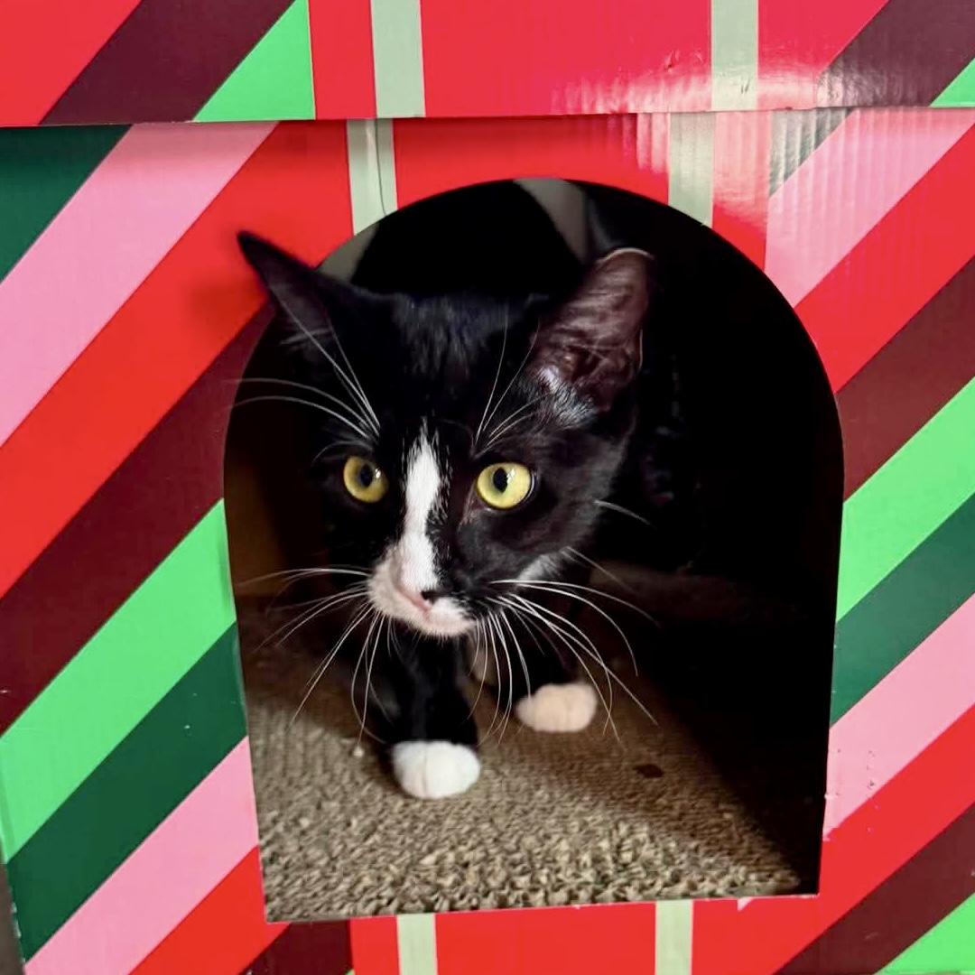 Enlarge Feisty, a ADOPTABLE Tuxedo in Tulsa, OK image 3/6