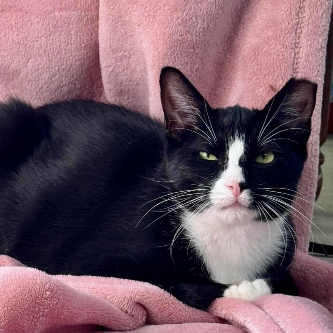 Enlarge Feisty, a ADOPTABLE Tuxedo in Tulsa, OK image 5/6