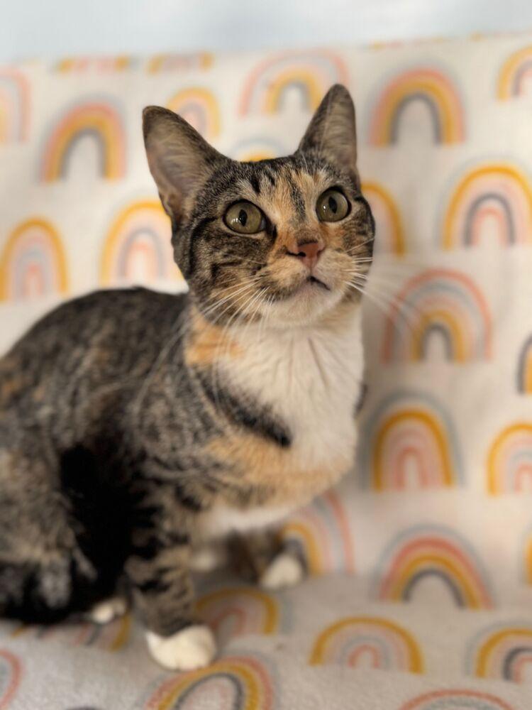 Enlarge Chiyo, a Adoptable Domestic Short Hair in McPherson, KS image 1/5