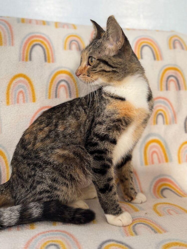 Enlarge Chiyo, a Adoptable Domestic Short Hair in McPherson, KS image 5/5