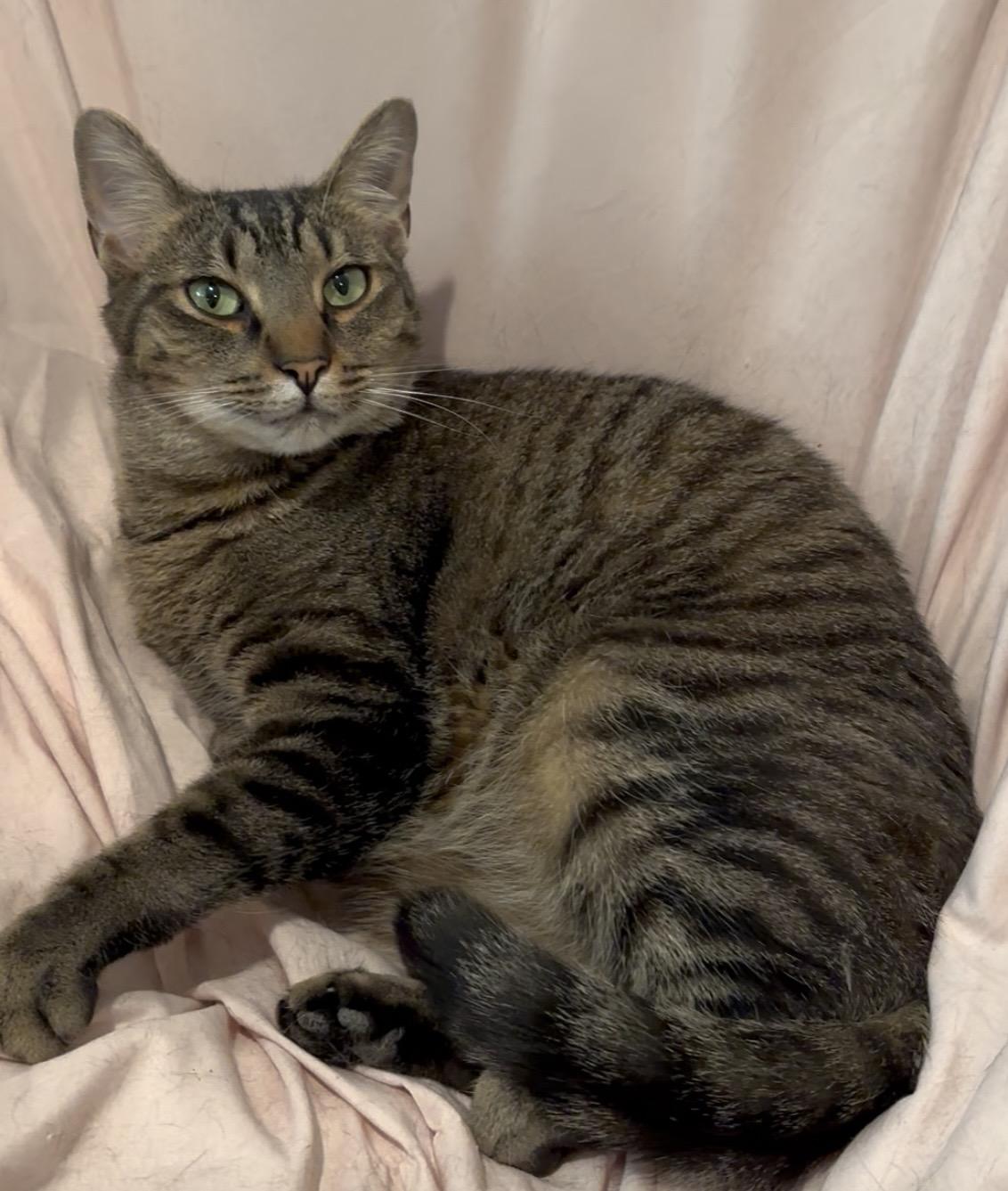 Enlarge Uncle Ben, a ADOPTABLE American Shorthair in Charlotte, NC image 4/5