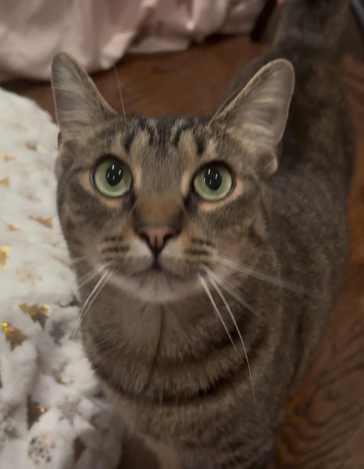 Uncle Ben, ADOPTABLE, Young Male American Shorthair.