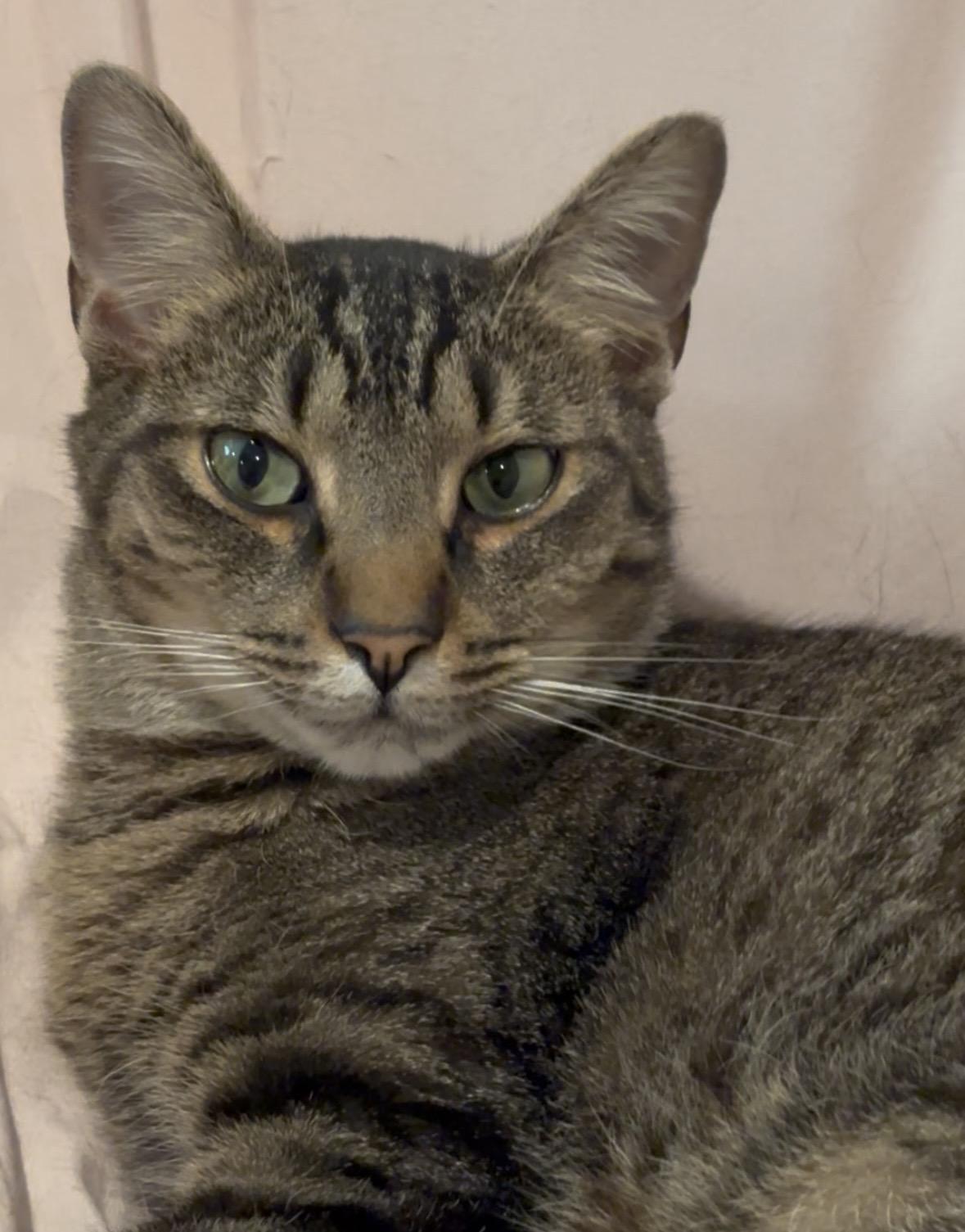 Enlarge Uncle Ben, a ADOPTABLE American Shorthair in Charlotte, NC image 5/5