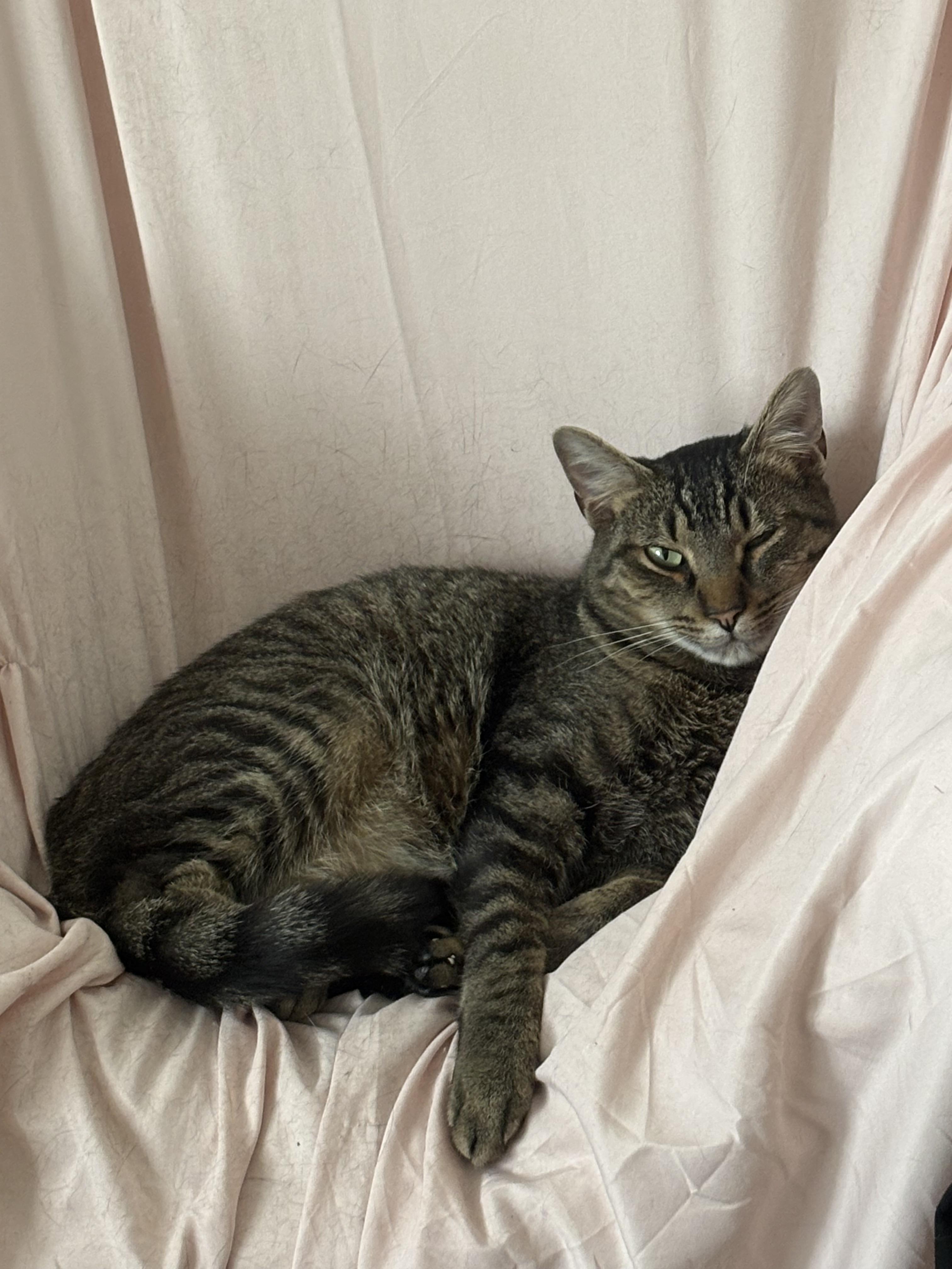 Enlarge Uncle Ben, a ADOPTABLE American Shorthair in Charlotte, NC image 3/5