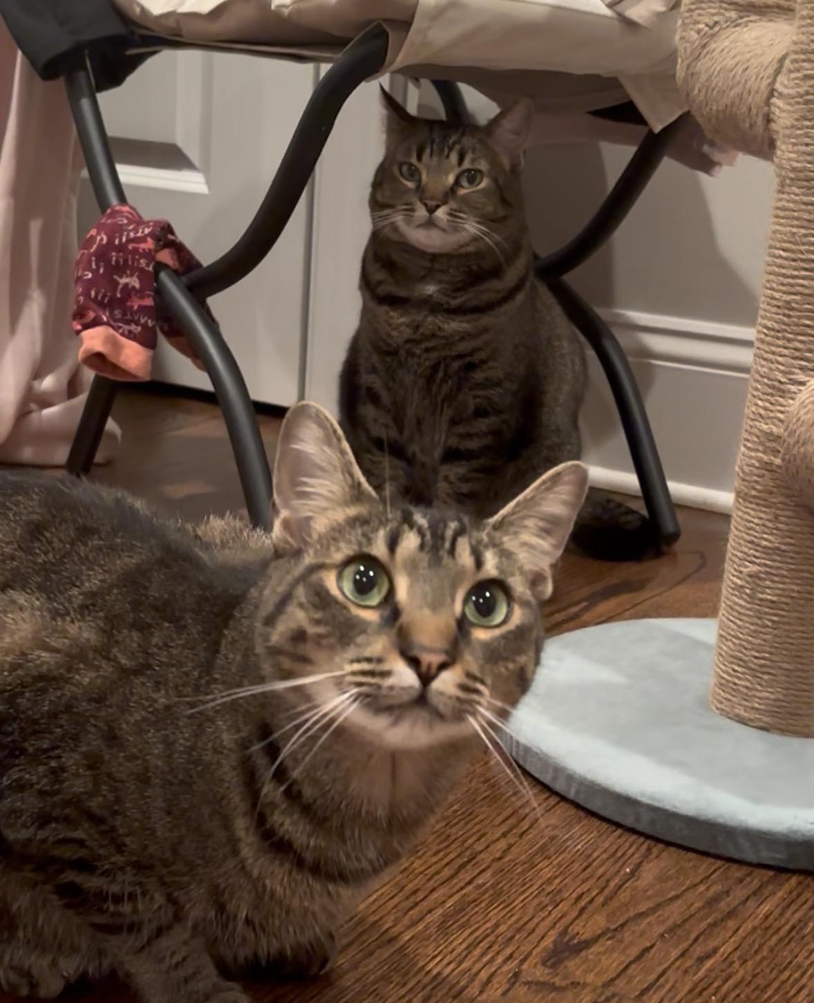 Enlarge Uncle Ben, a ADOPTABLE American Shorthair in Charlotte, NC image 2/5