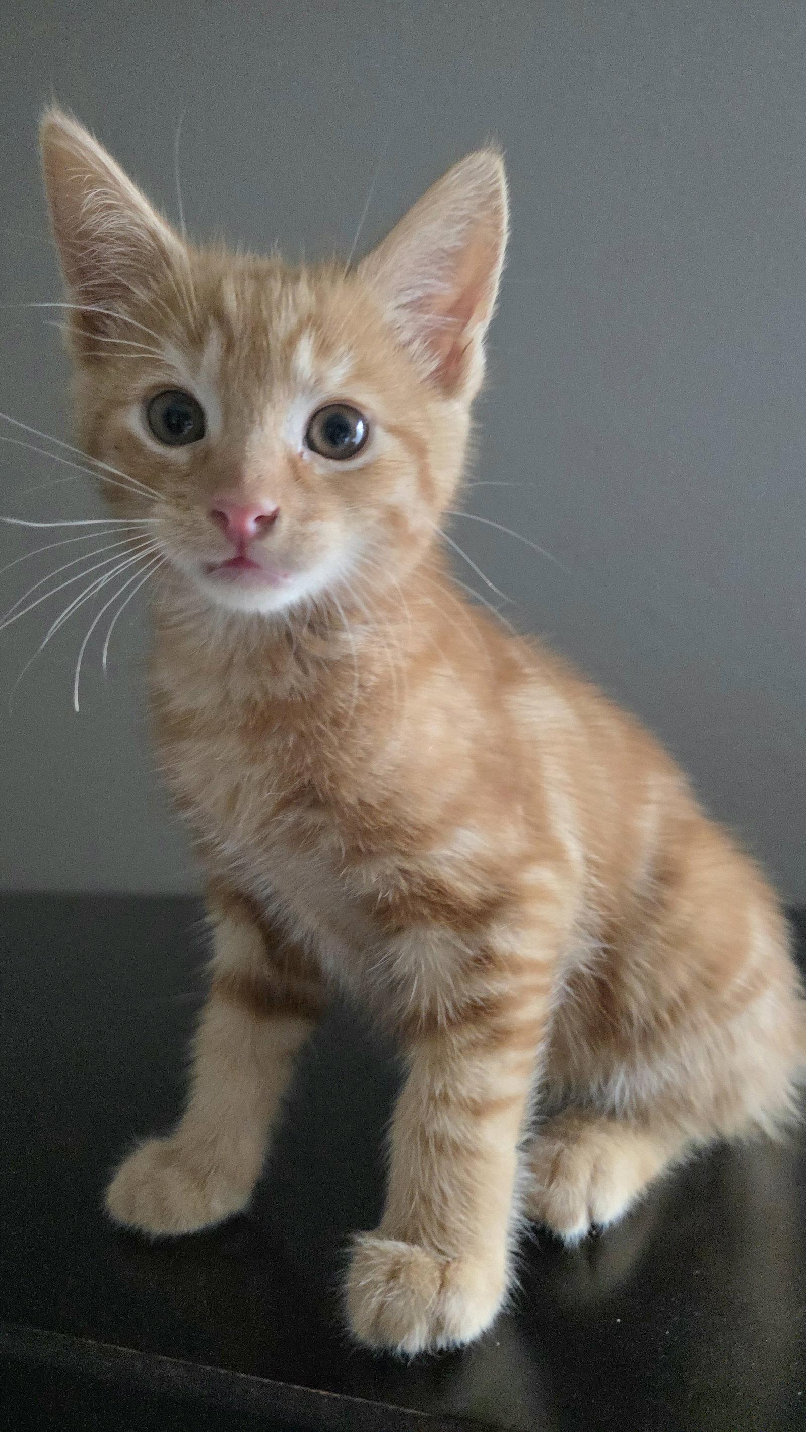 Enlarge Bennet, a Adoptable mixed breed in Campbell, CA image 1/3