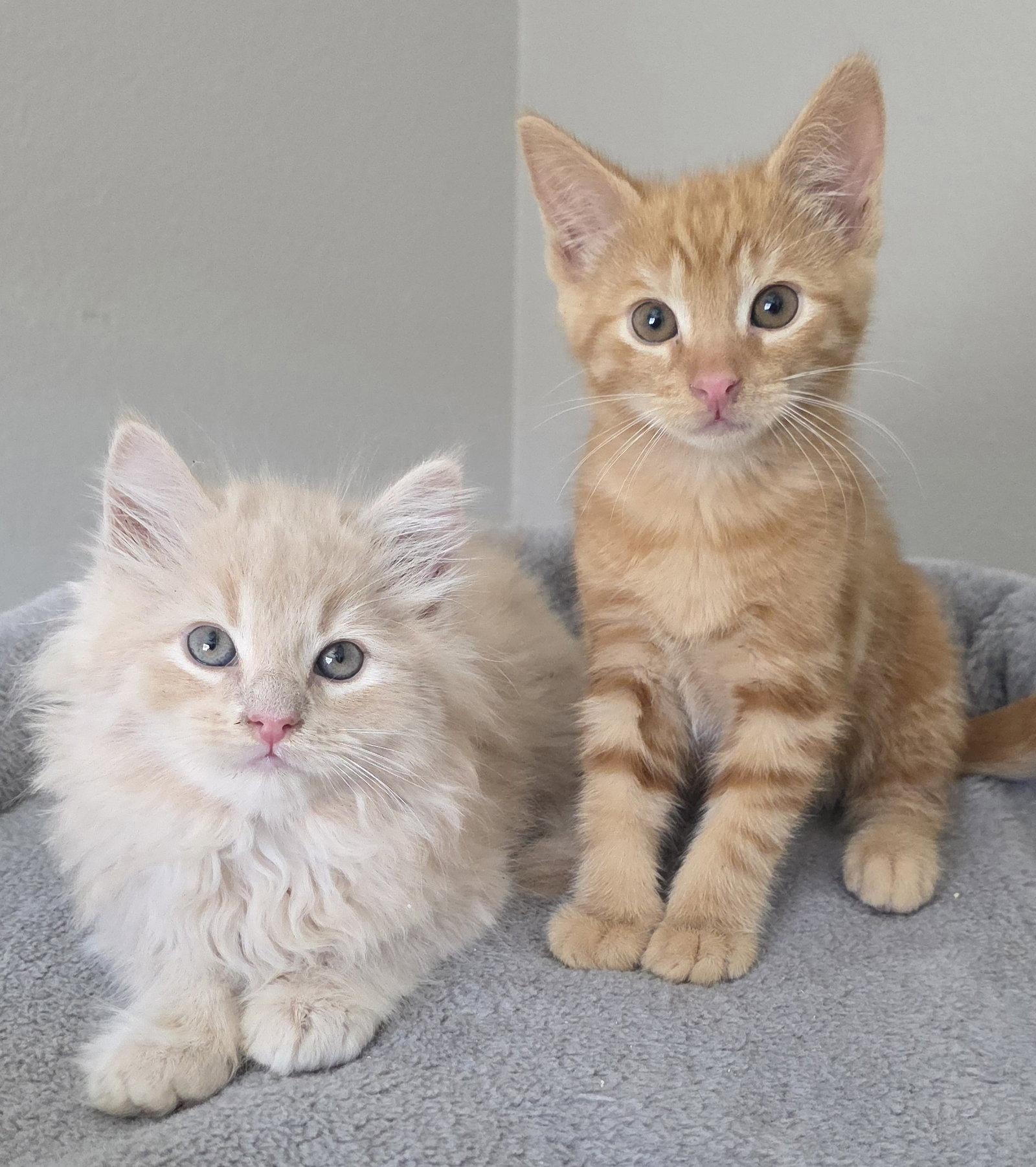 Enlarge Bennet, a Adoptable mixed breed in Campbell, CA image 2/3