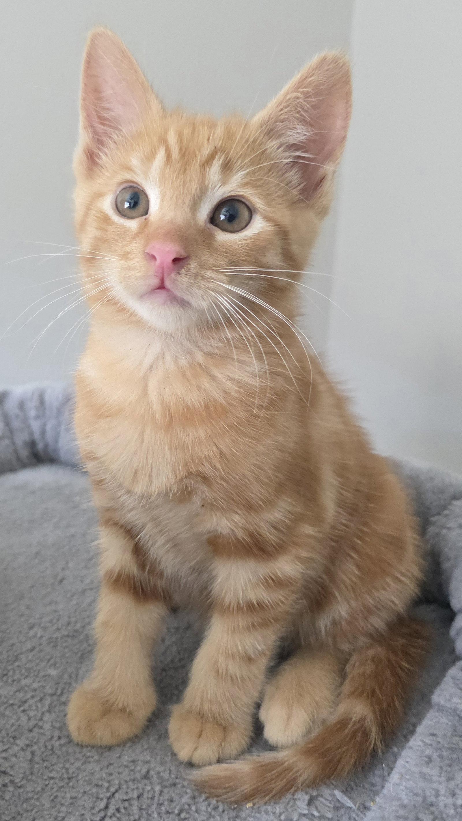 Enlarge Bennet, a Adoptable mixed breed in Campbell, CA image 3/3