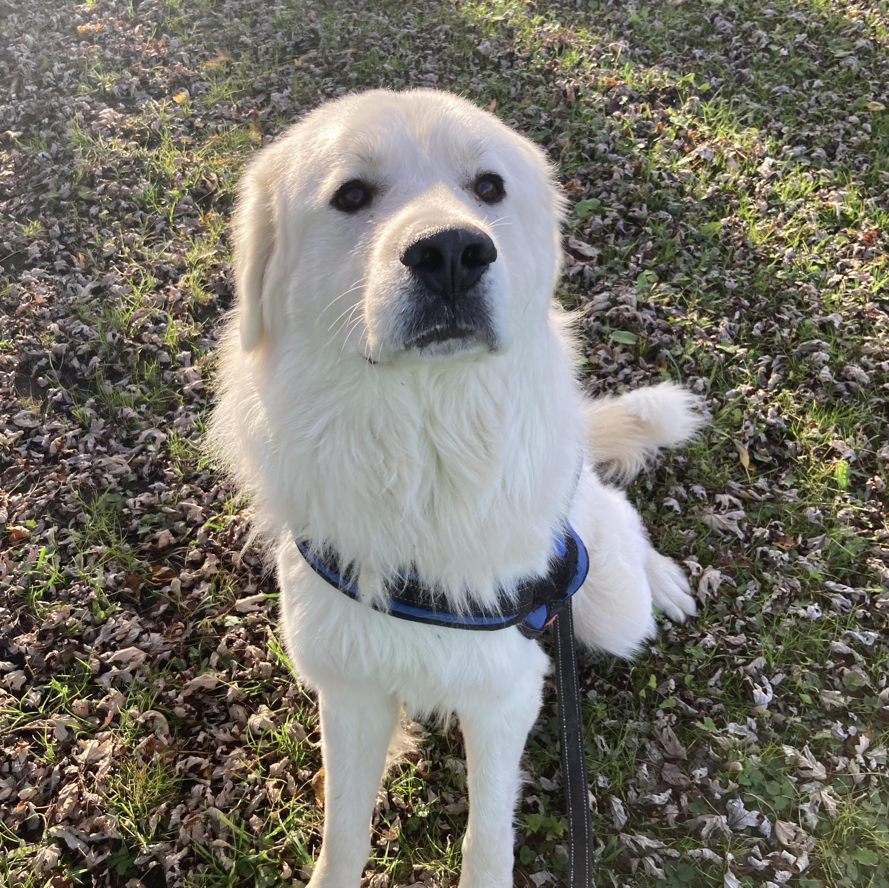 Wayne- Young Adult- Good with other dogs and cats, a Adoptable Great Pyrenees in Monticello, IN image 1/5
