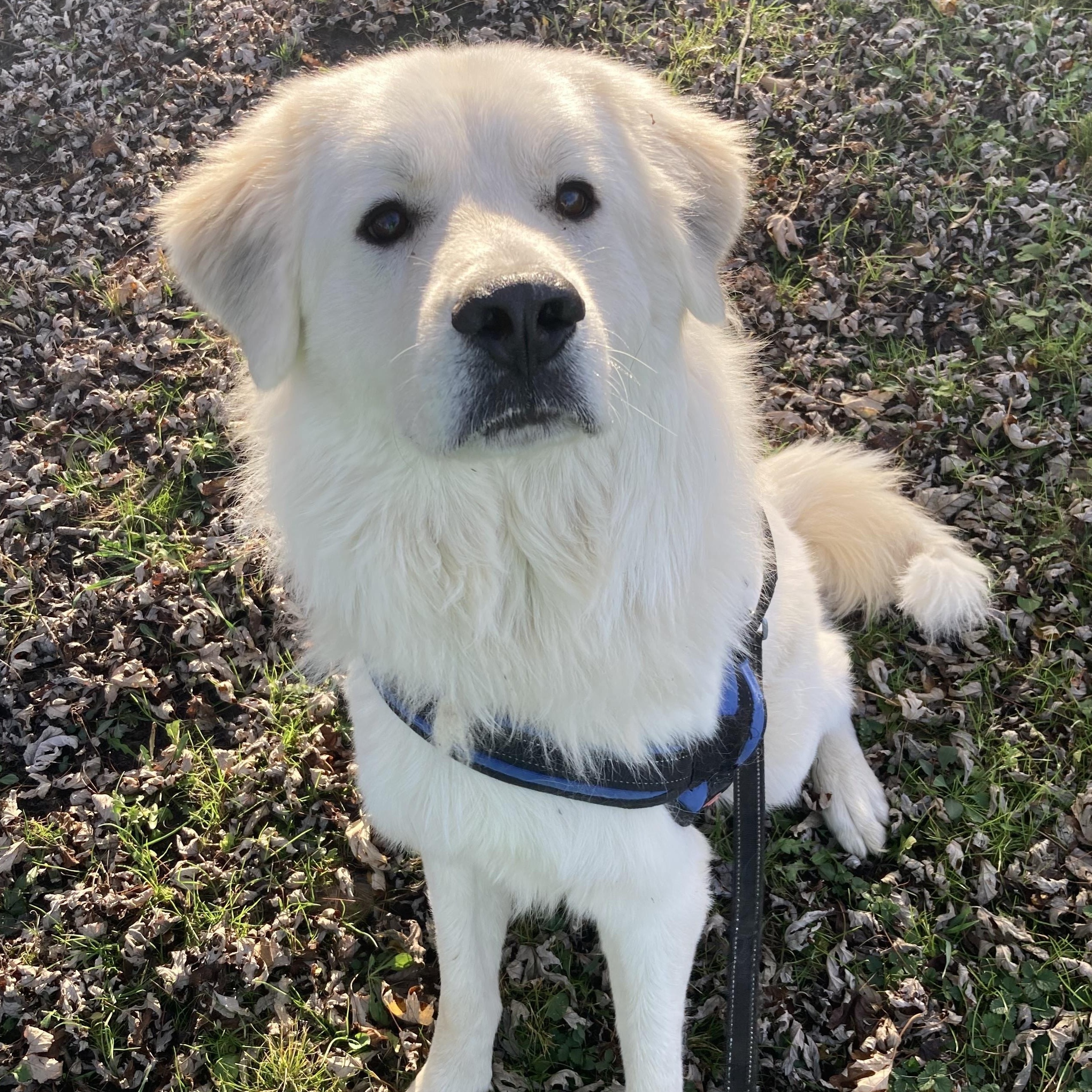 Wayne- Young Adult- Good with other dogs and cats, a Adoptable Great Pyrenees in Monticello, IN image 2/5