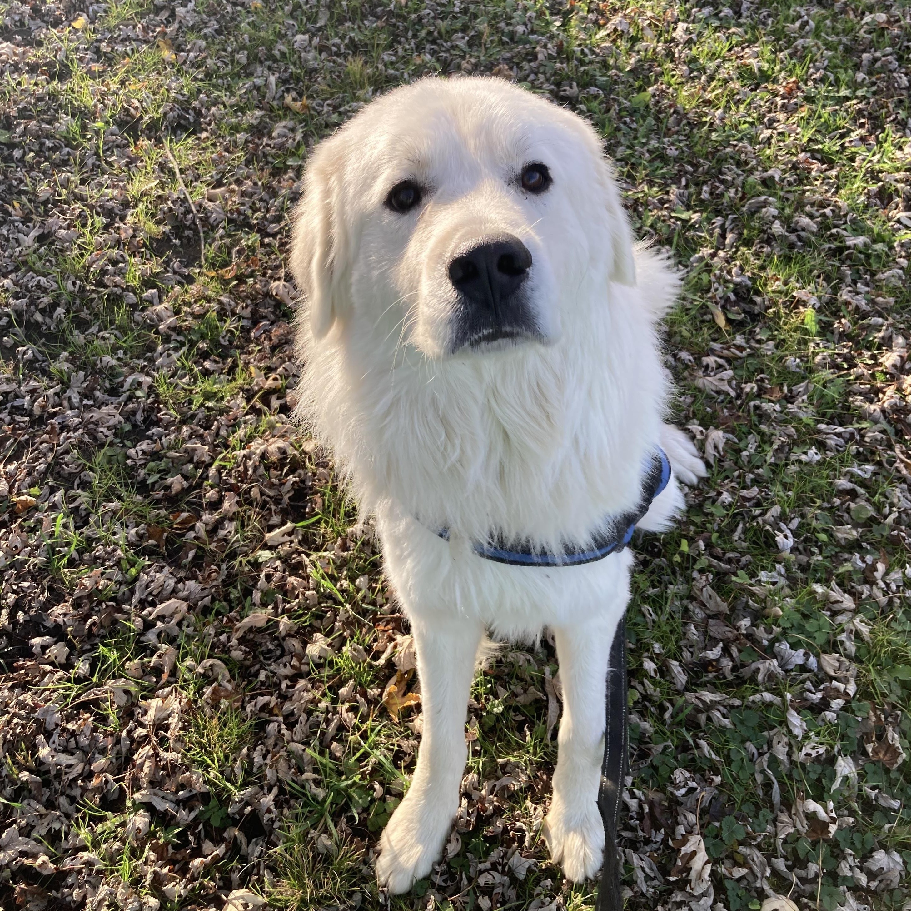 Wayne- Young Adult- Good with other dogs and cats, a Adoptable Great Pyrenees in Monticello, IN image 3/5