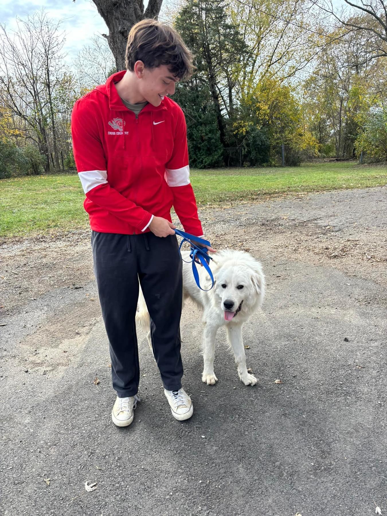 Wayne- Young Adult- Good with other dogs and cats, a Adoptable Great Pyrenees in Monticello, IN image 4/5