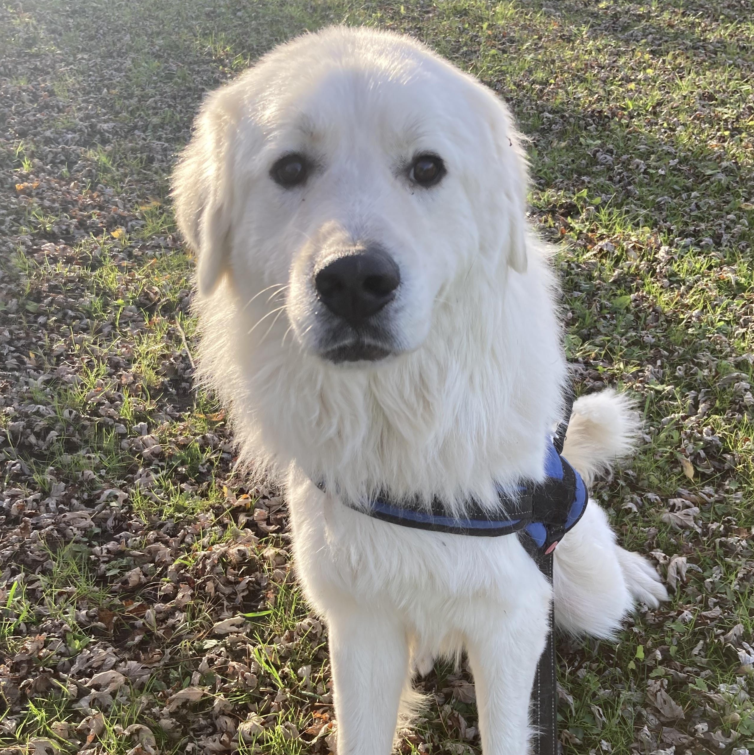 Wayne- Young Adult- Good with other dogs and cats photo 2