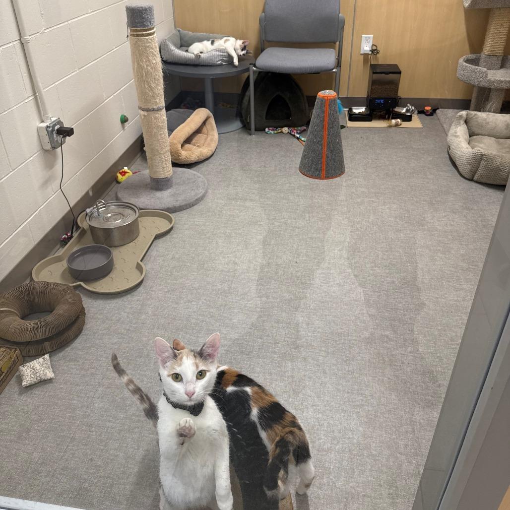 Snuffy, Adoptable, Kitten Female Domestic Short Hair.