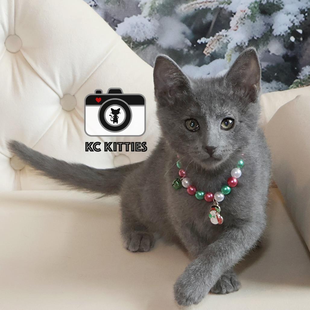 Pancake, Adoptable, Kitten Female Domestic Short Hair.