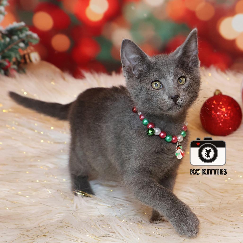 Enlarge Pancake, a Adoptable Domestic Short Hair image 2/5