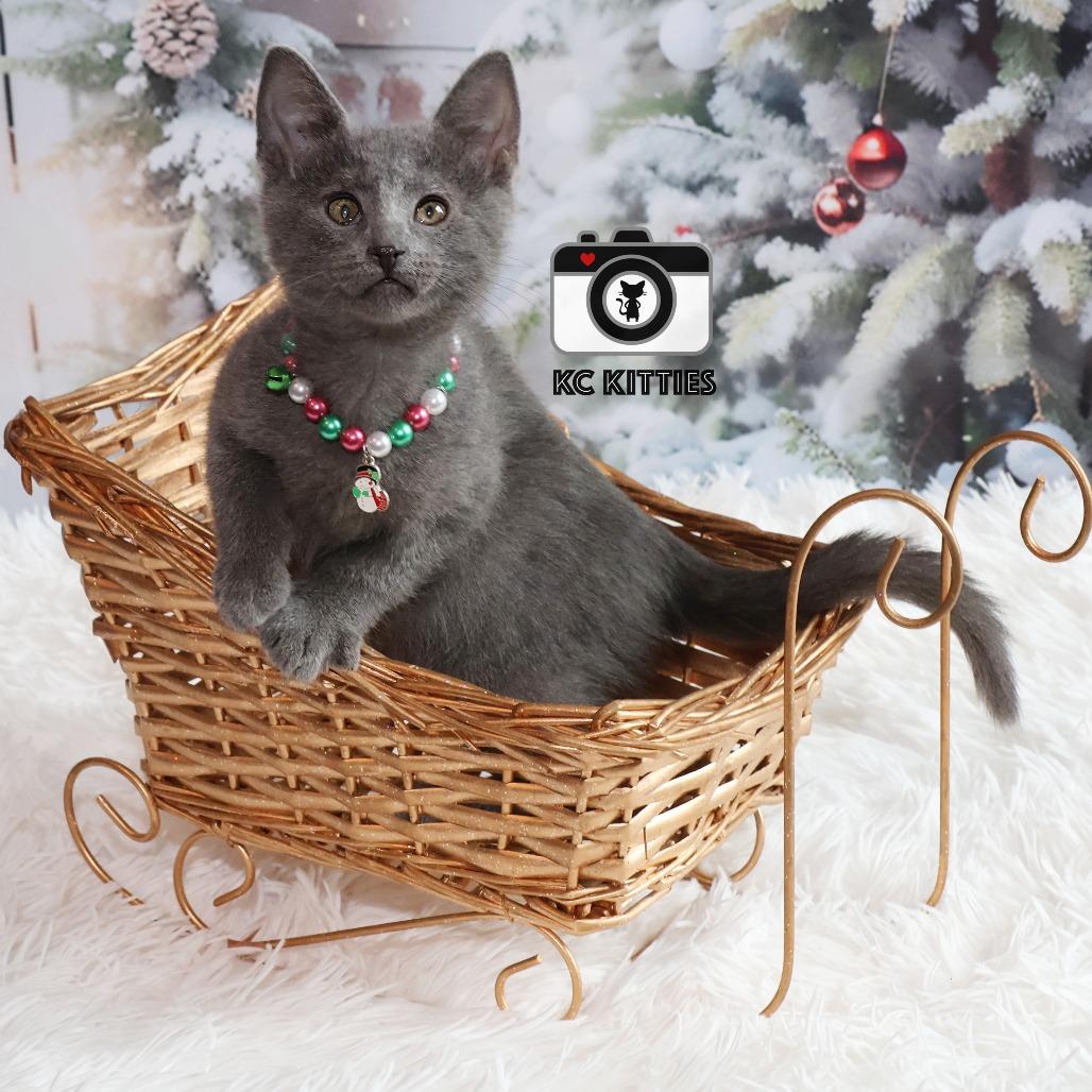 Enlarge Pancake, a Adoptable Domestic Short Hair image 3/5