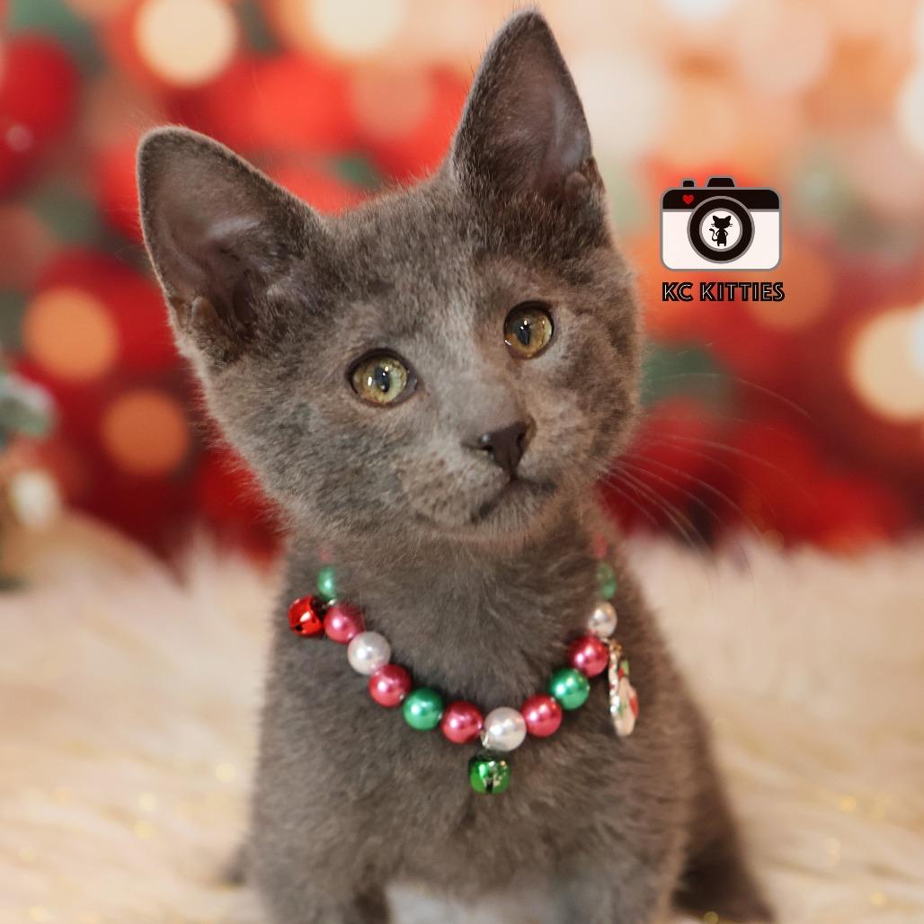 Enlarge Pancake, a Adoptable Domestic Short Hair image 4/5