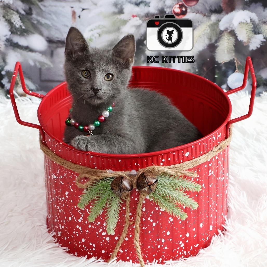 Enlarge Pancake, a Adoptable Domestic Short Hair image 5/5