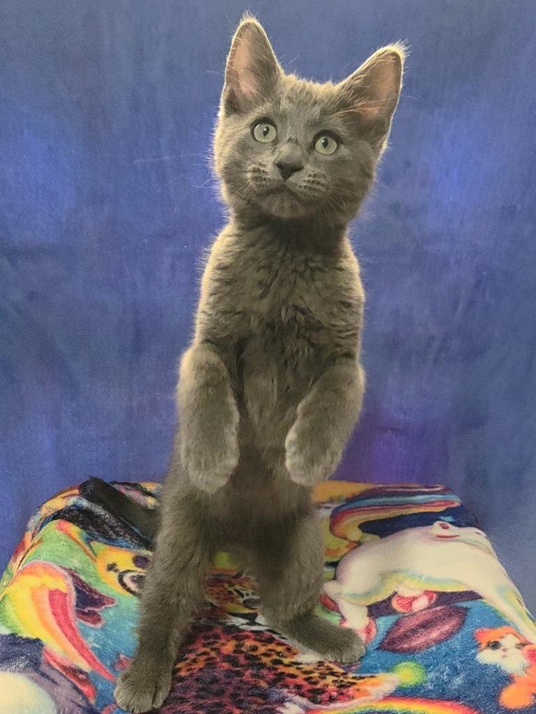 Thistle, Adopted, Kitten Male Domestic Short Hair.