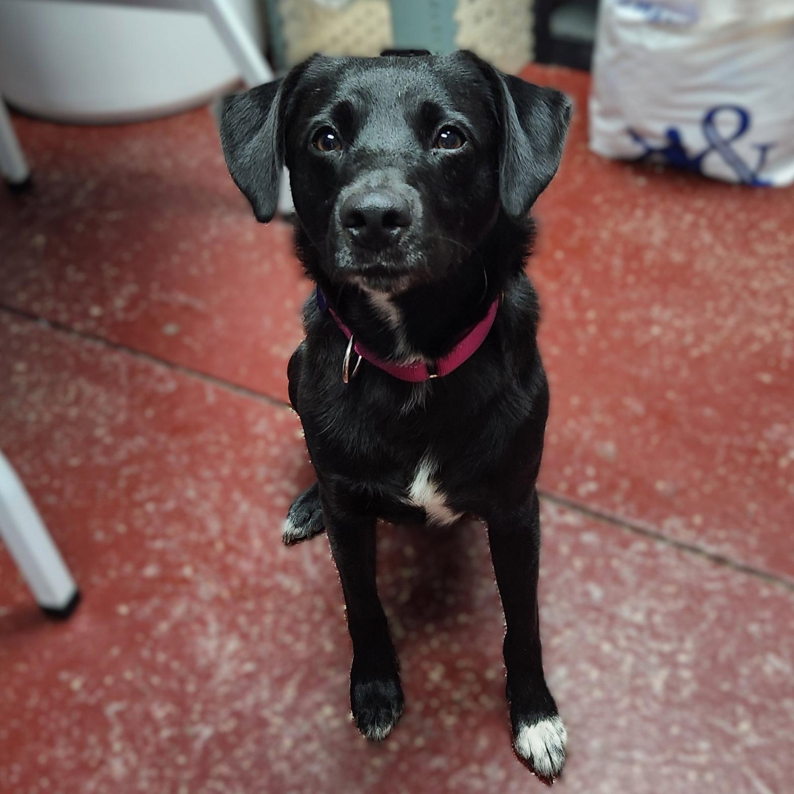 Enlarge Dayseeker, a Adoptable Labrador Retriever in Fargo, ND image 1/1