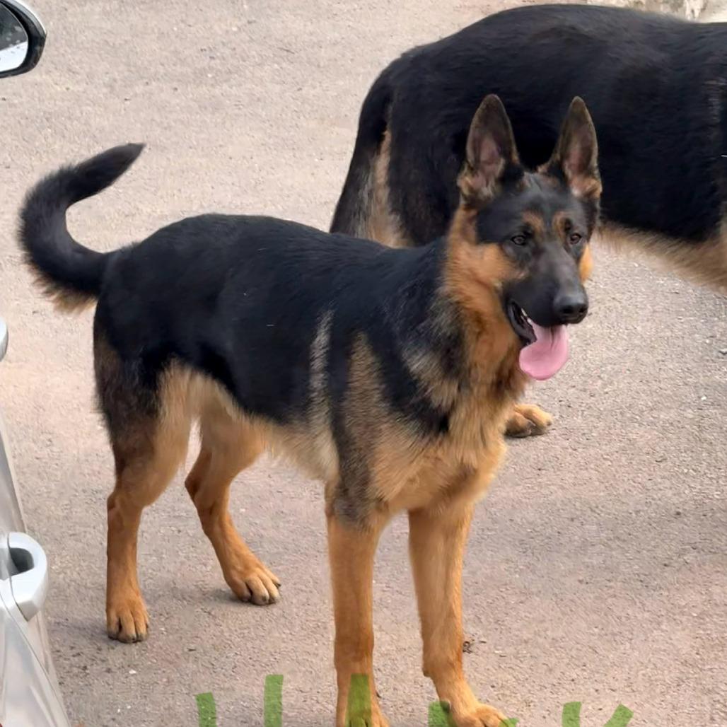 Enlarge Hank (26-201), a Adoptable German Shepherd Dog in New Ringgold, PA image 1/1