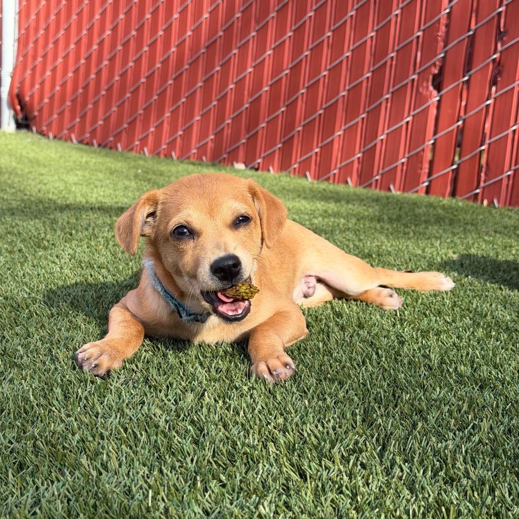 Beast Boy, Adoptable, Puppy Male Chihuahua.