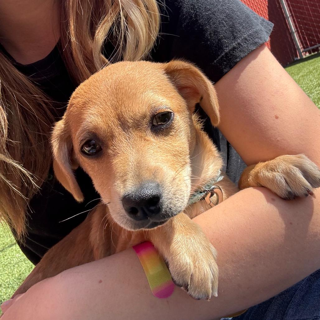 Enlarge Beast Boy, a Adoptable Chihuahua in Buellton, CA image 2/6