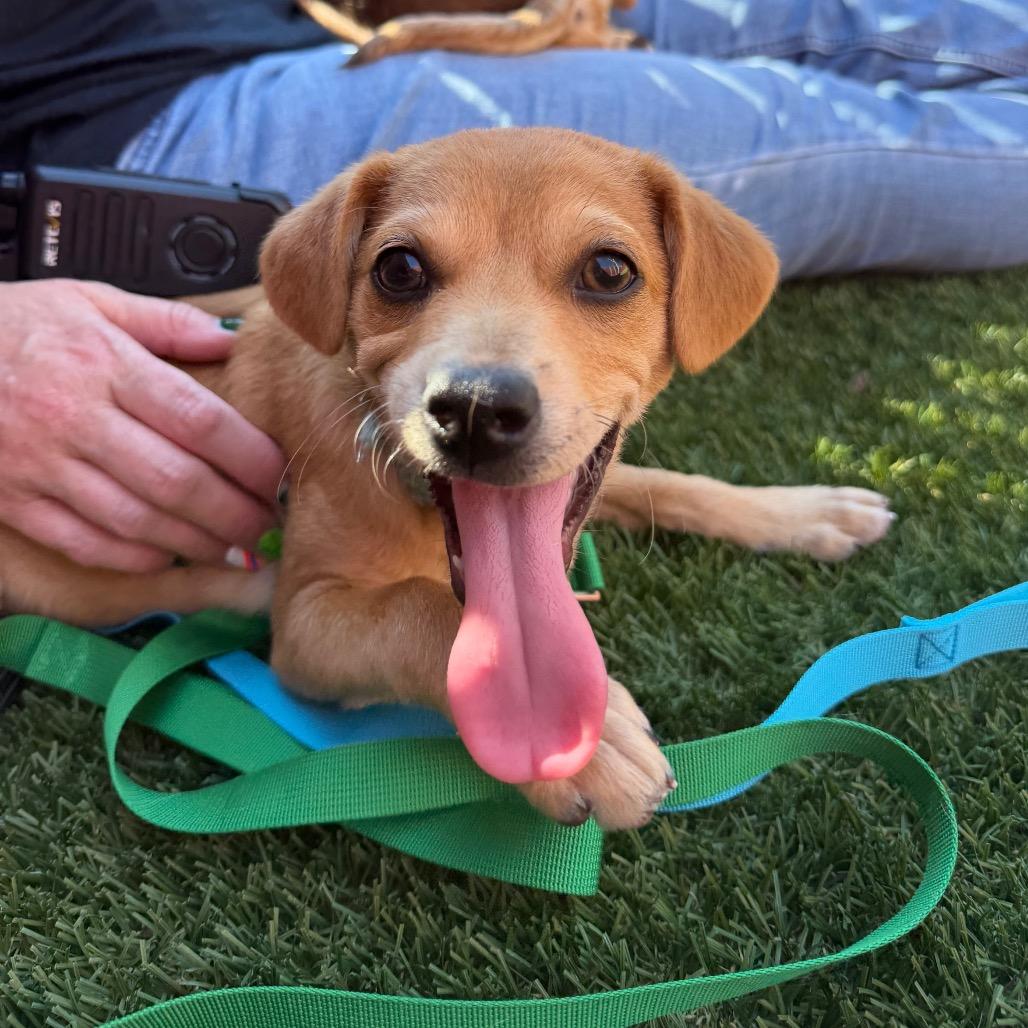 Enlarge Beast Boy, a Adoptable Chihuahua in Buellton, CA image 3/6