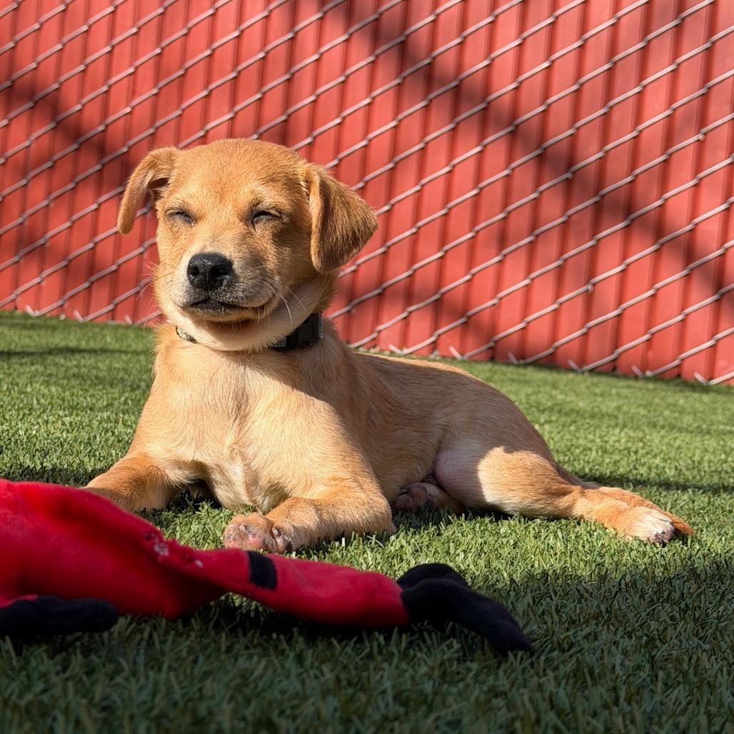 Enlarge Beast Boy, a Adoptable Chihuahua in Buellton, CA image 4/6