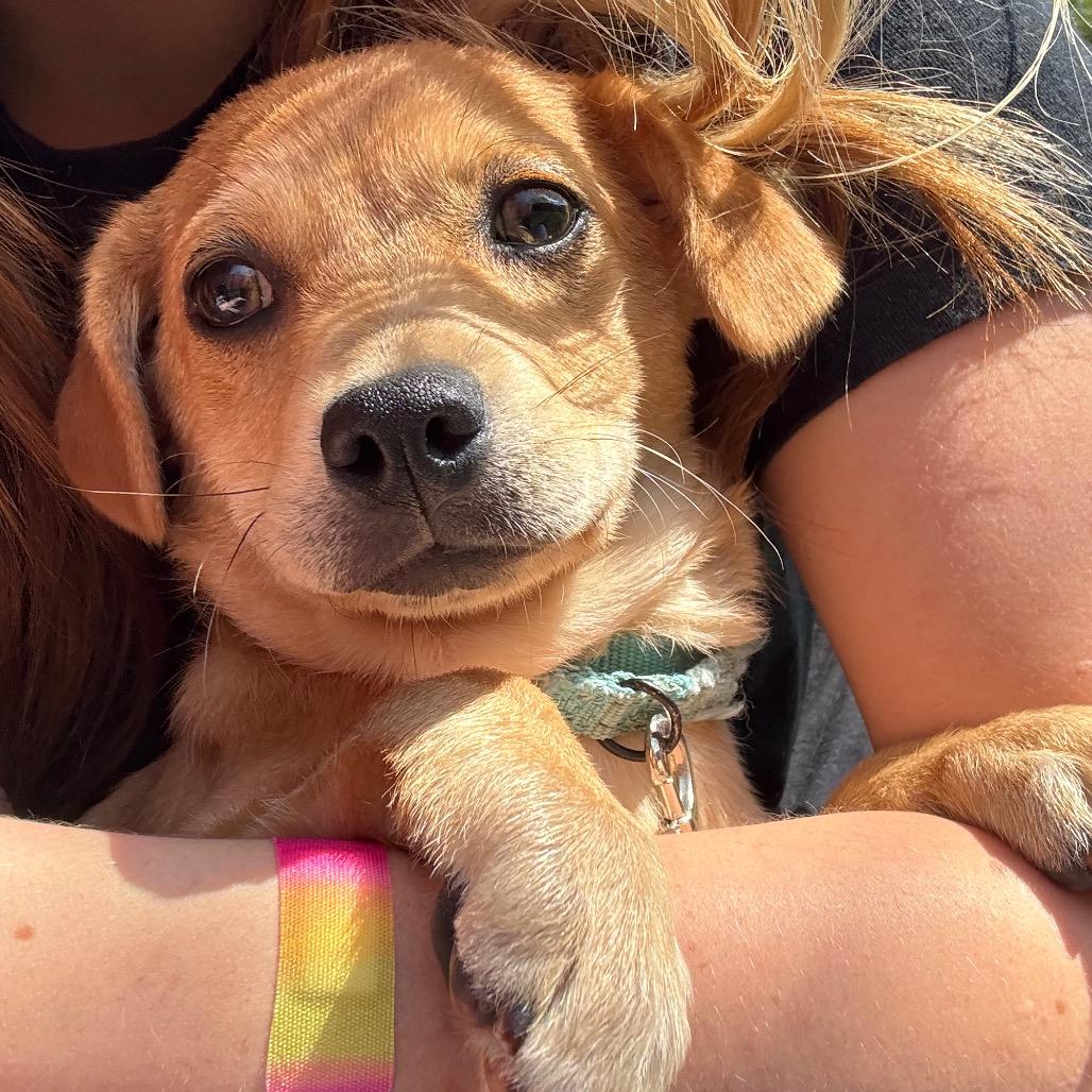 Enlarge Beast Boy, a Adoptable Chihuahua in Buellton, CA image 5/6